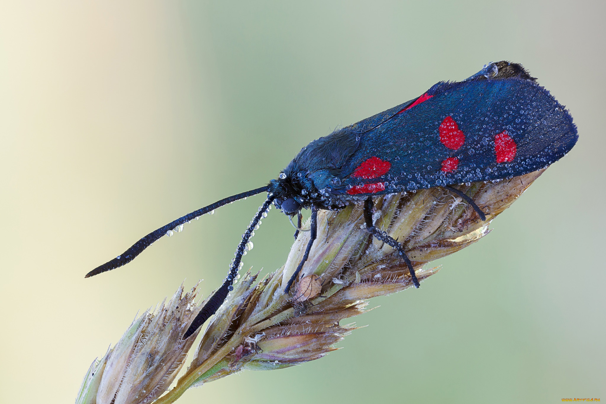 животные, бабочки, насекомое, макро, травинка, синяя, бабочка