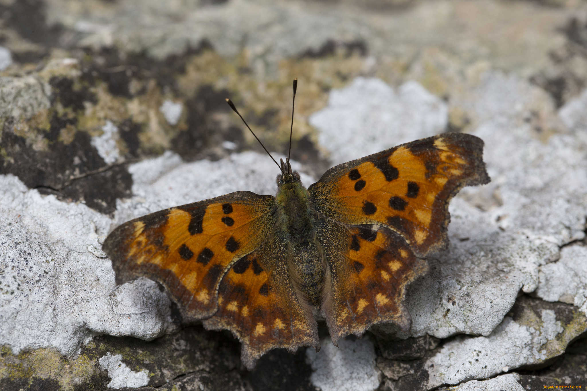 животные, бабочки, усики, крылья, насекомое, макро, бабочка, земля