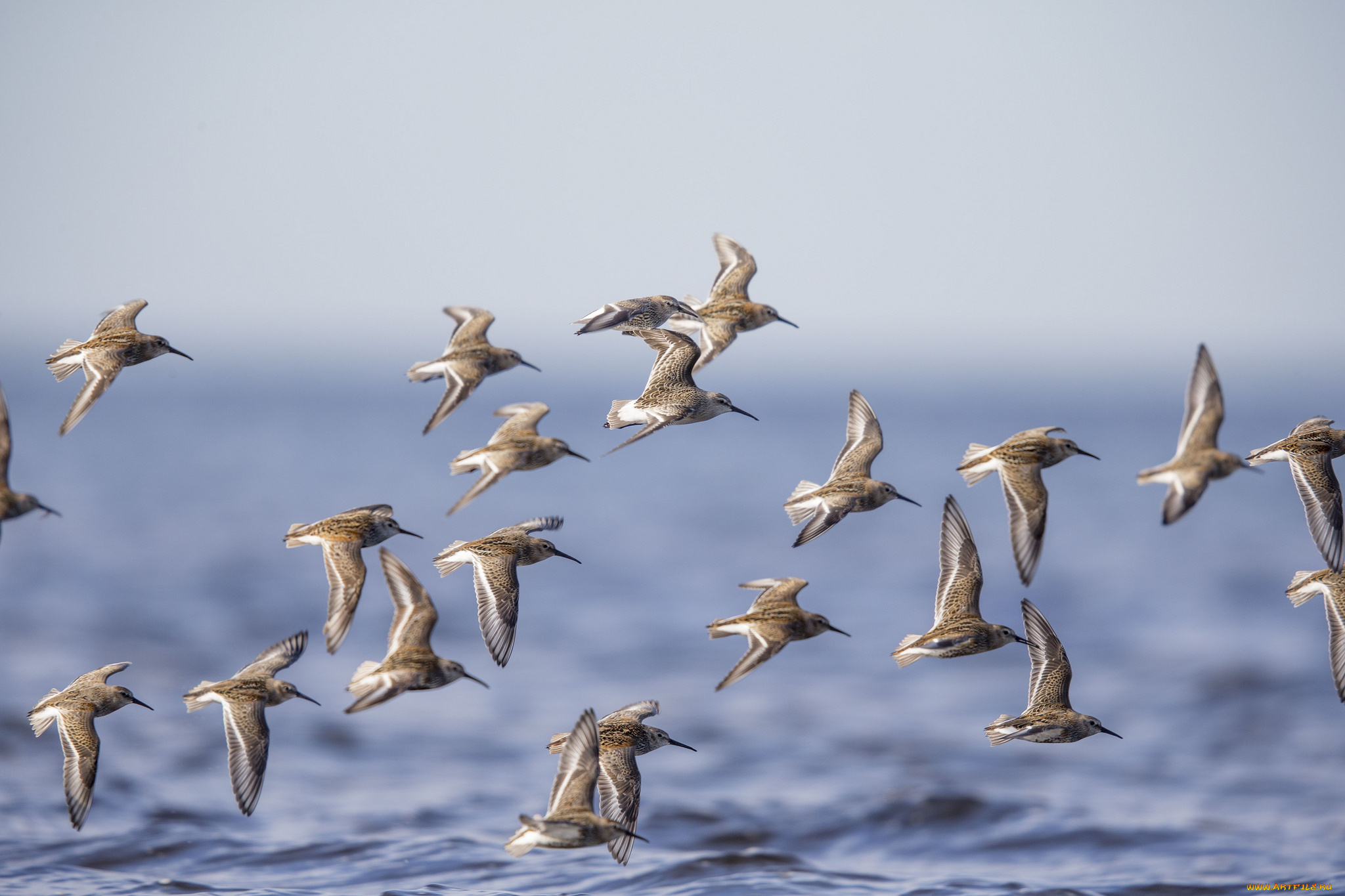 животные, Чайки, , бакланы, , крачки, птицы, полёт, море, стая