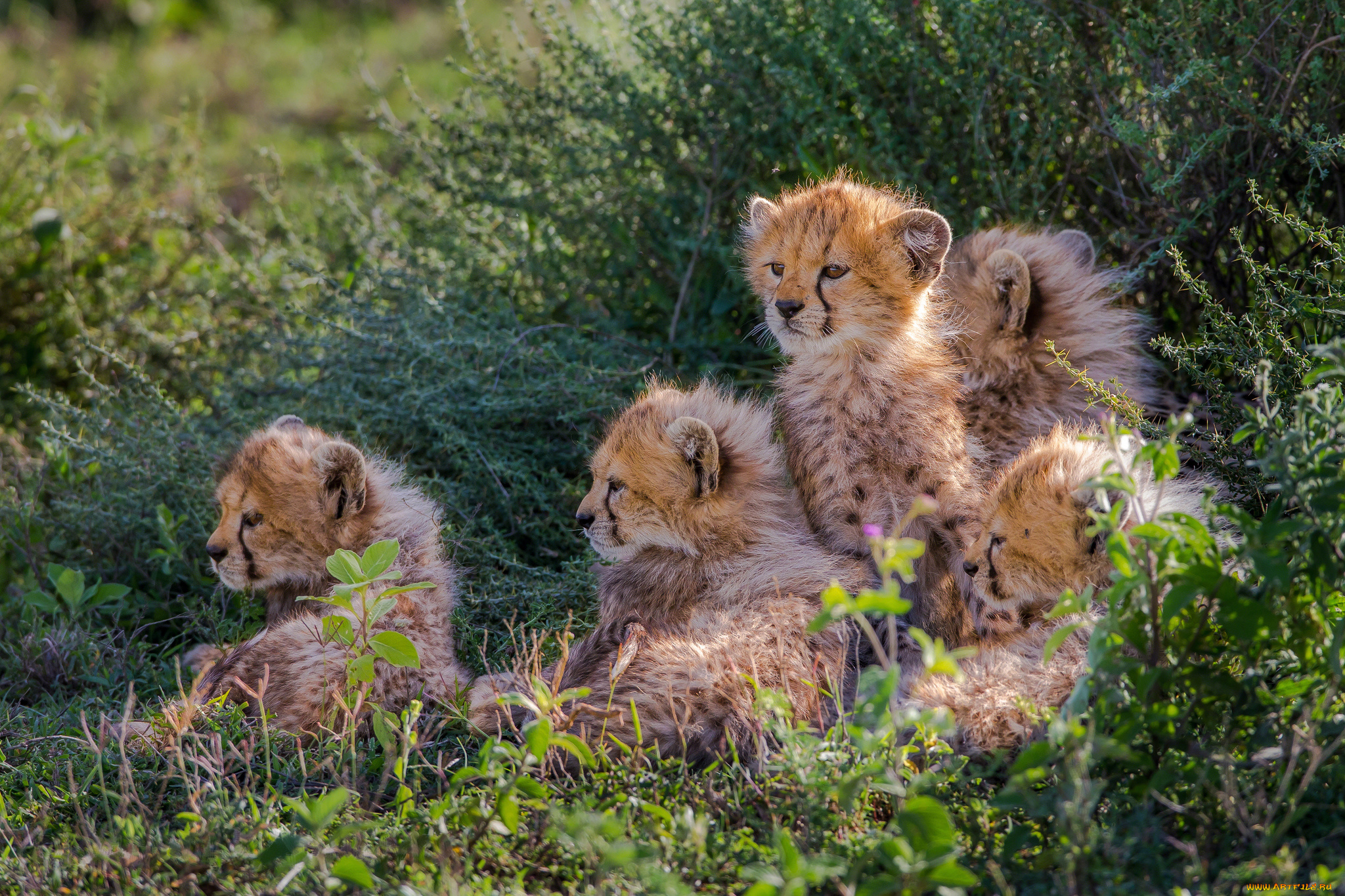 животные, гепарды, трава, куст, детеныши