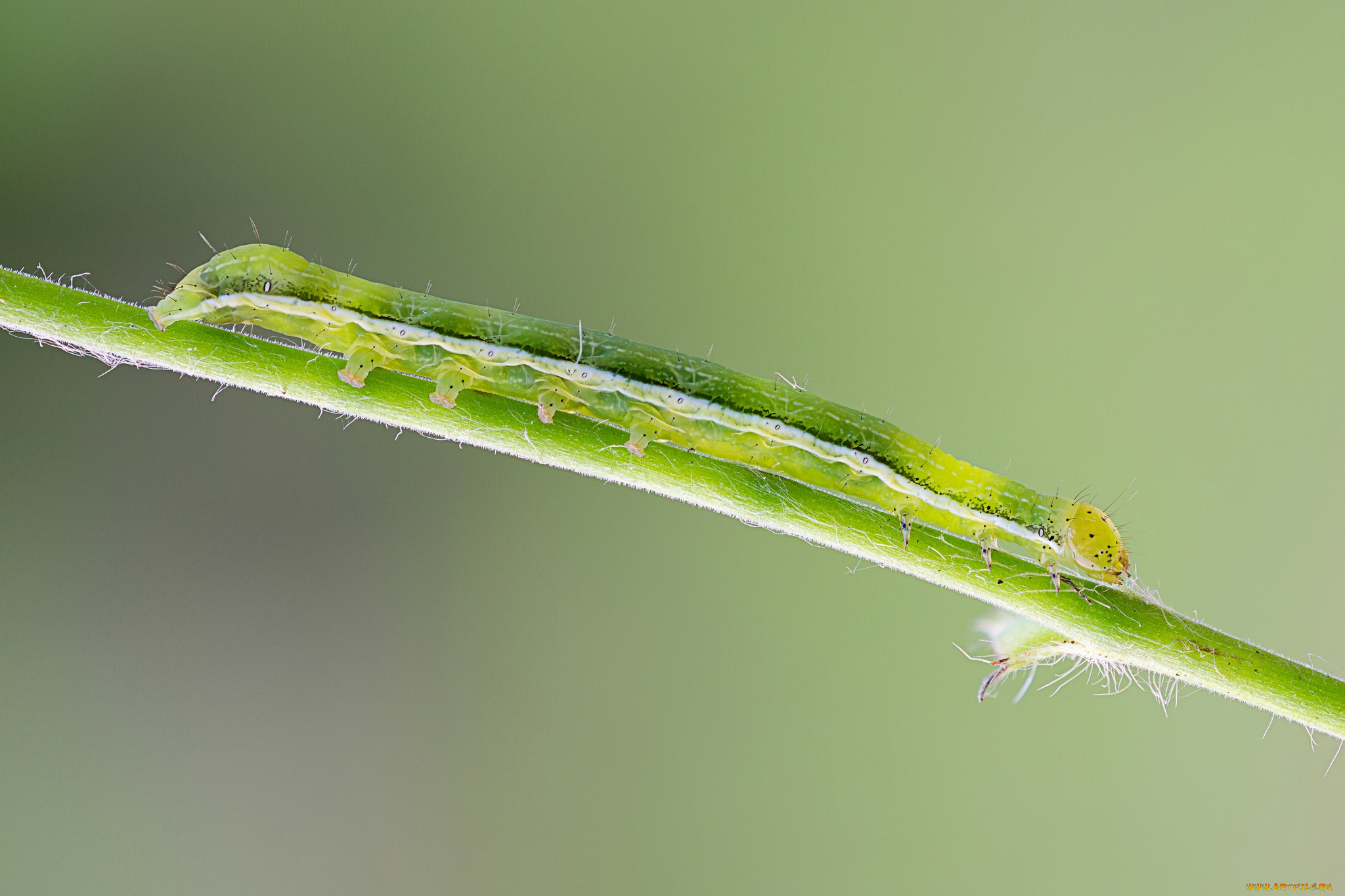 животные, гусеницы, макро, травинка, гусеница, зелёный, фон