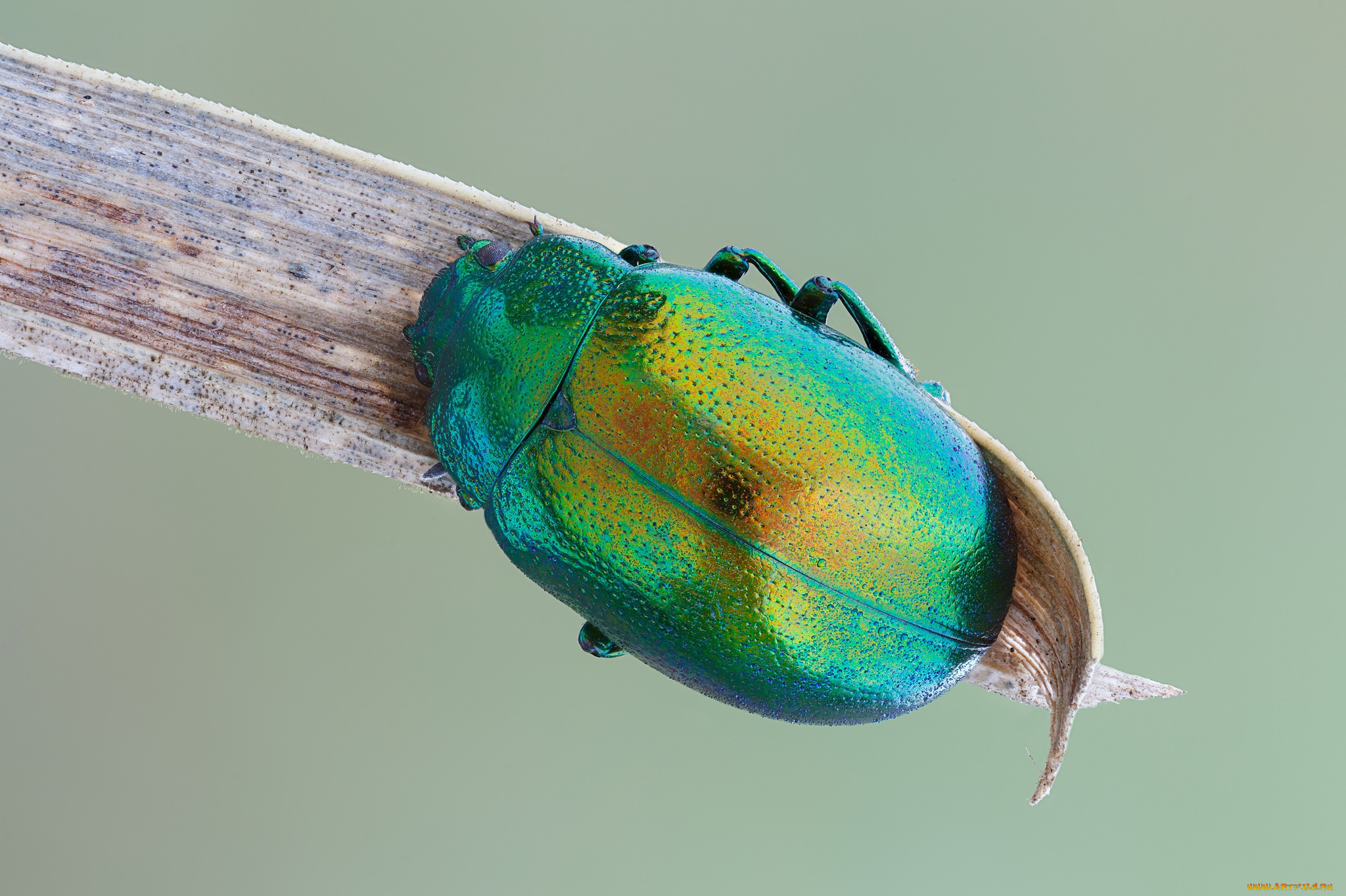 животные, насекомые, макро, насекомое, фон, жук, травинка