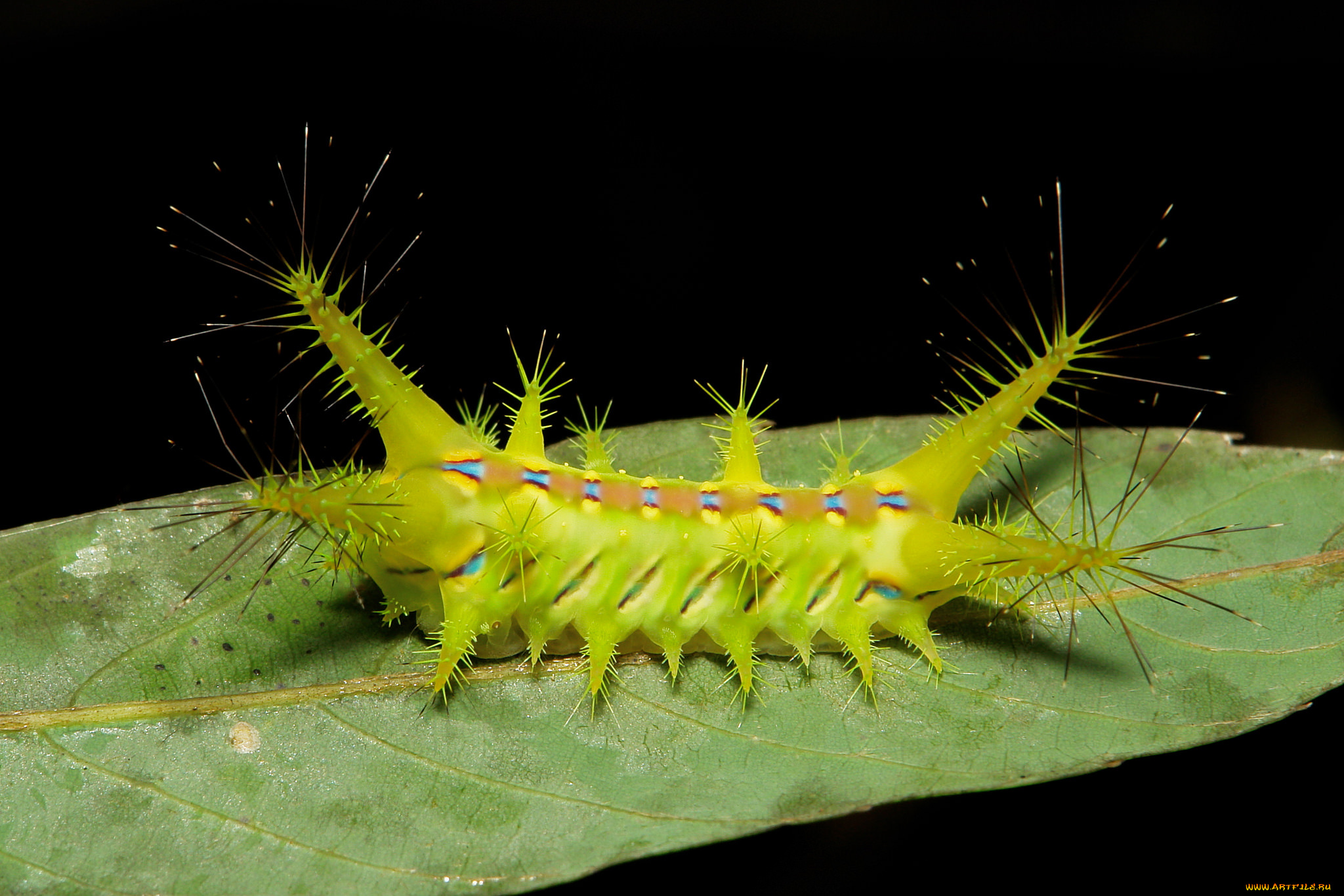 животные, гусеницы, гусеница, лист, макро, itchydogimages