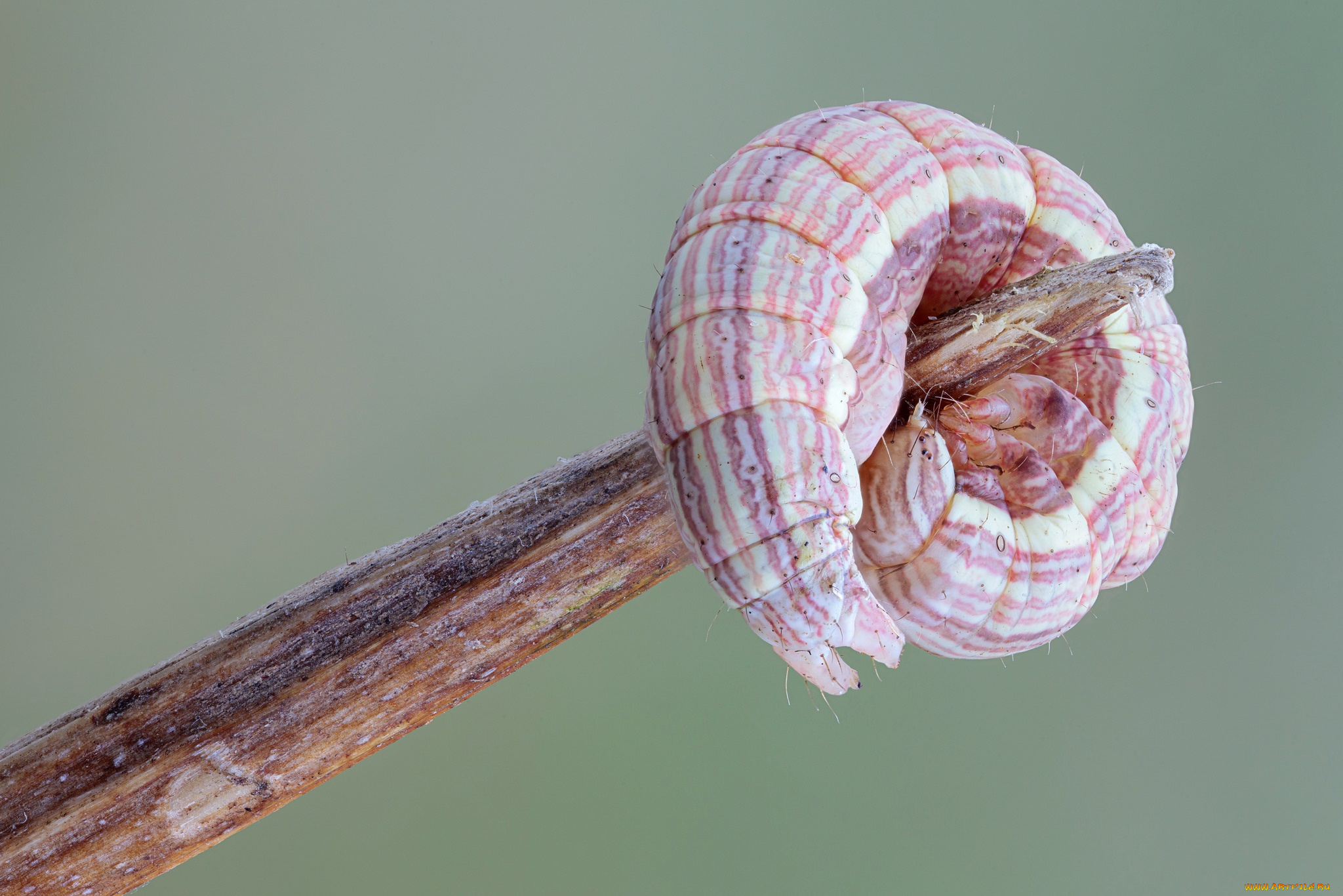 животные, гусеницы, гусеница, зелёный, фон, травинка, макро