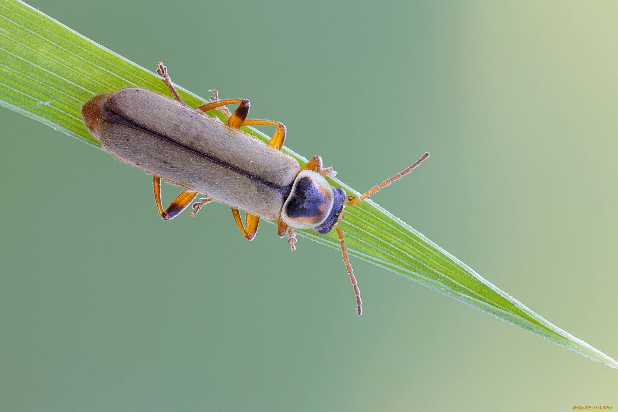 животные, насекомые, фон, насекомое, жук, травинка, макро