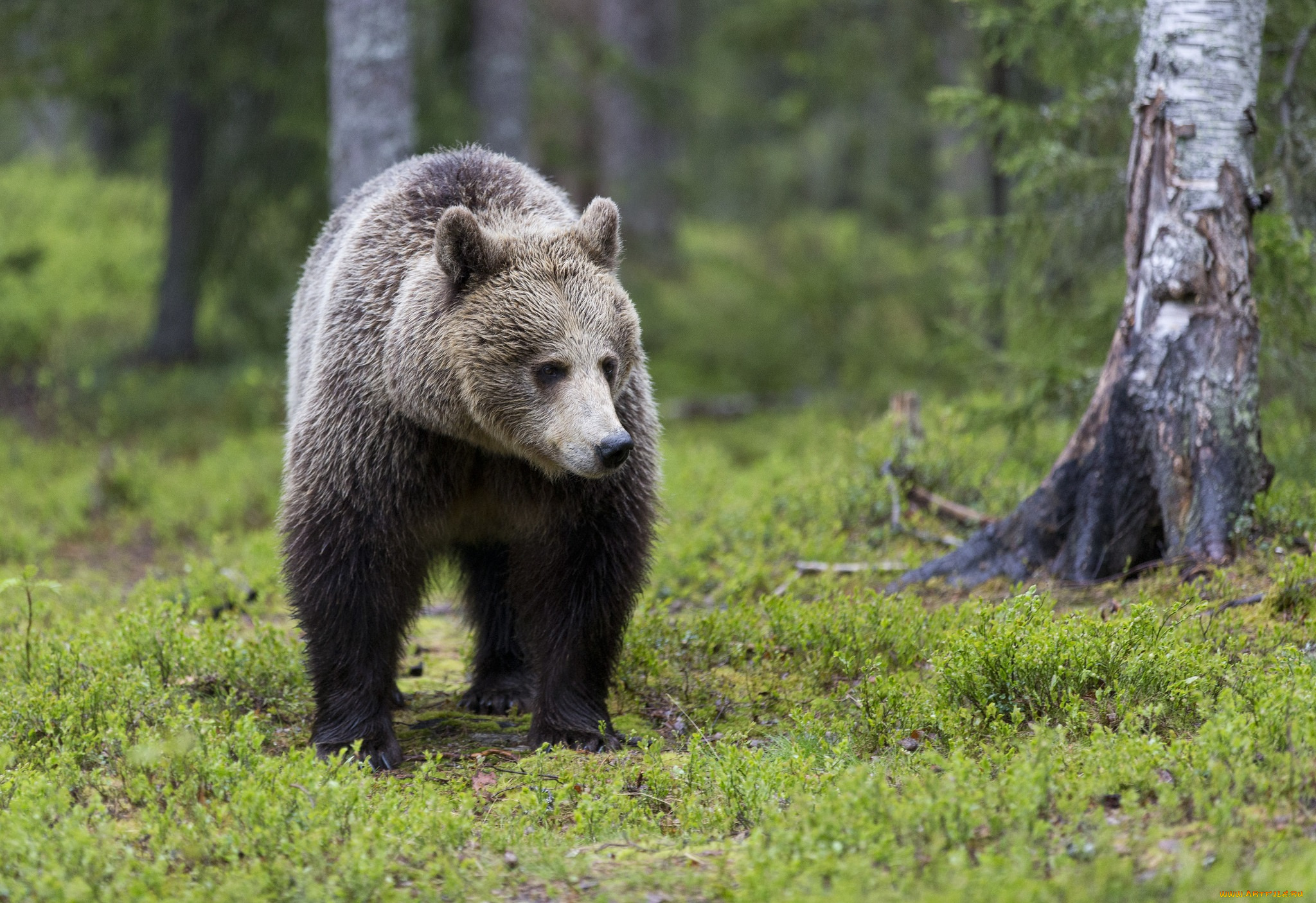 животные, медведи, зелень, деревья, природа, лес, медведь, трава