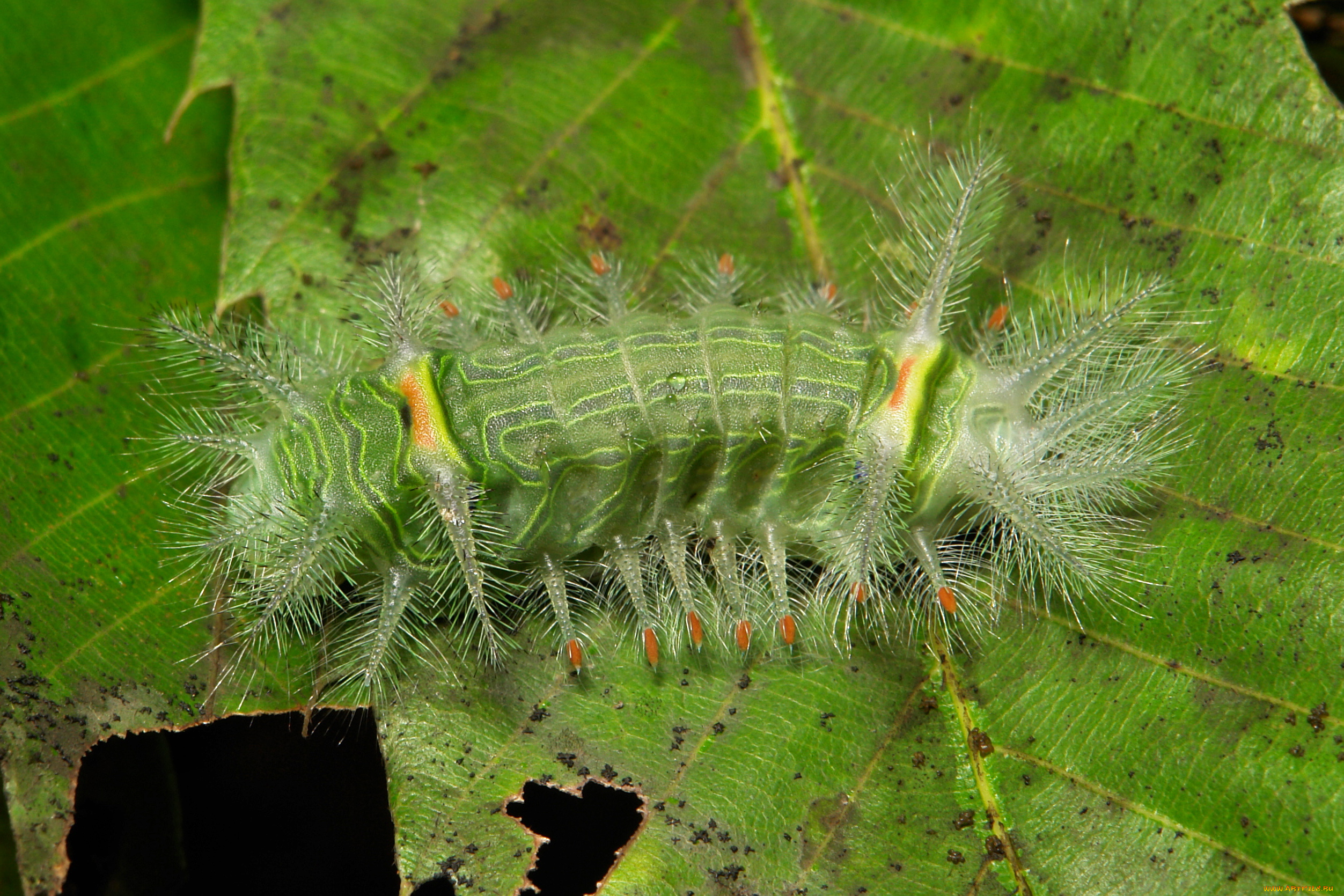 животные, гусеницы, лист, гусеница, макро, itchydogimages