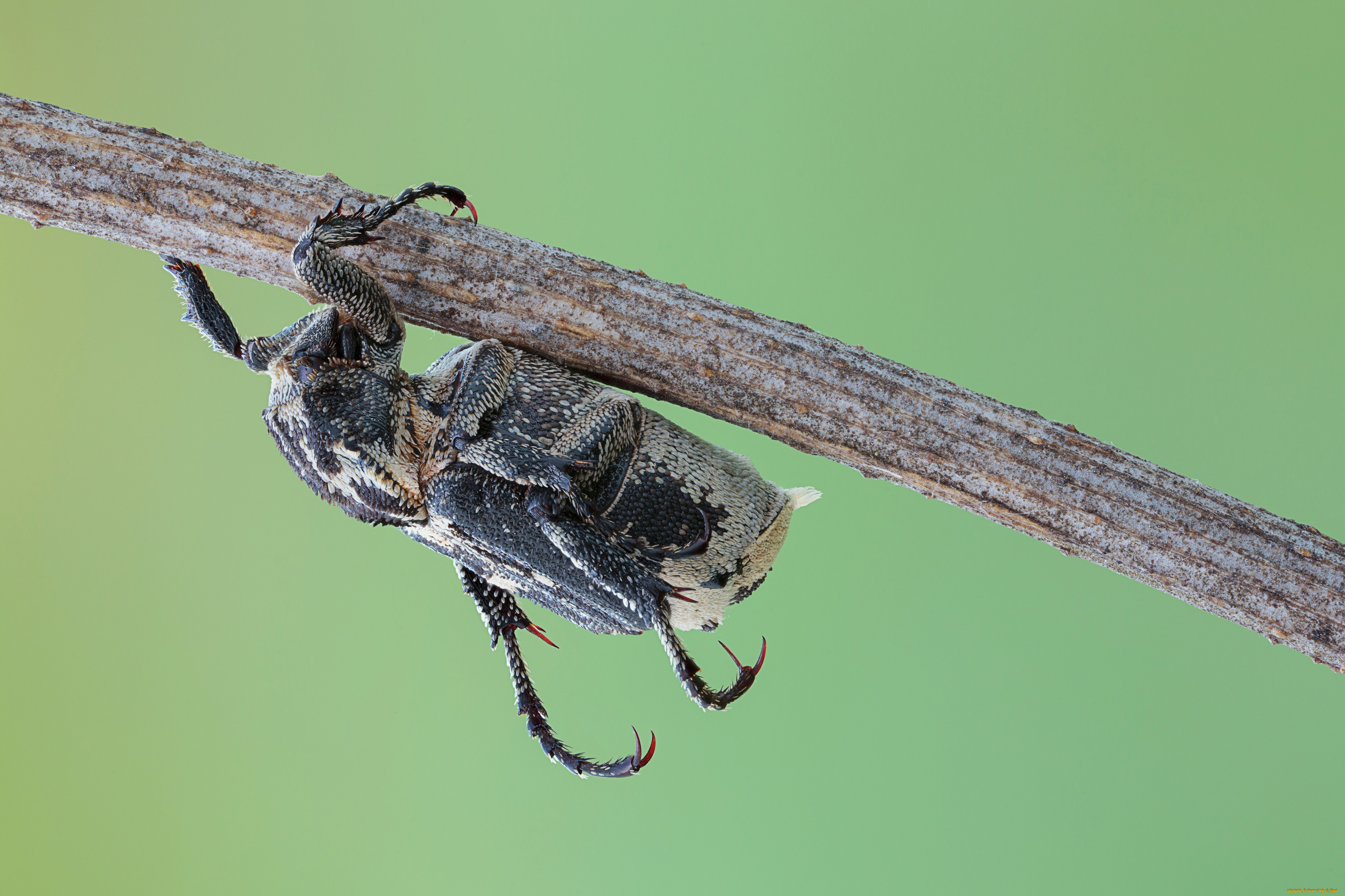 животные, насекомые, макро, фон, жук, насекомое, травинка