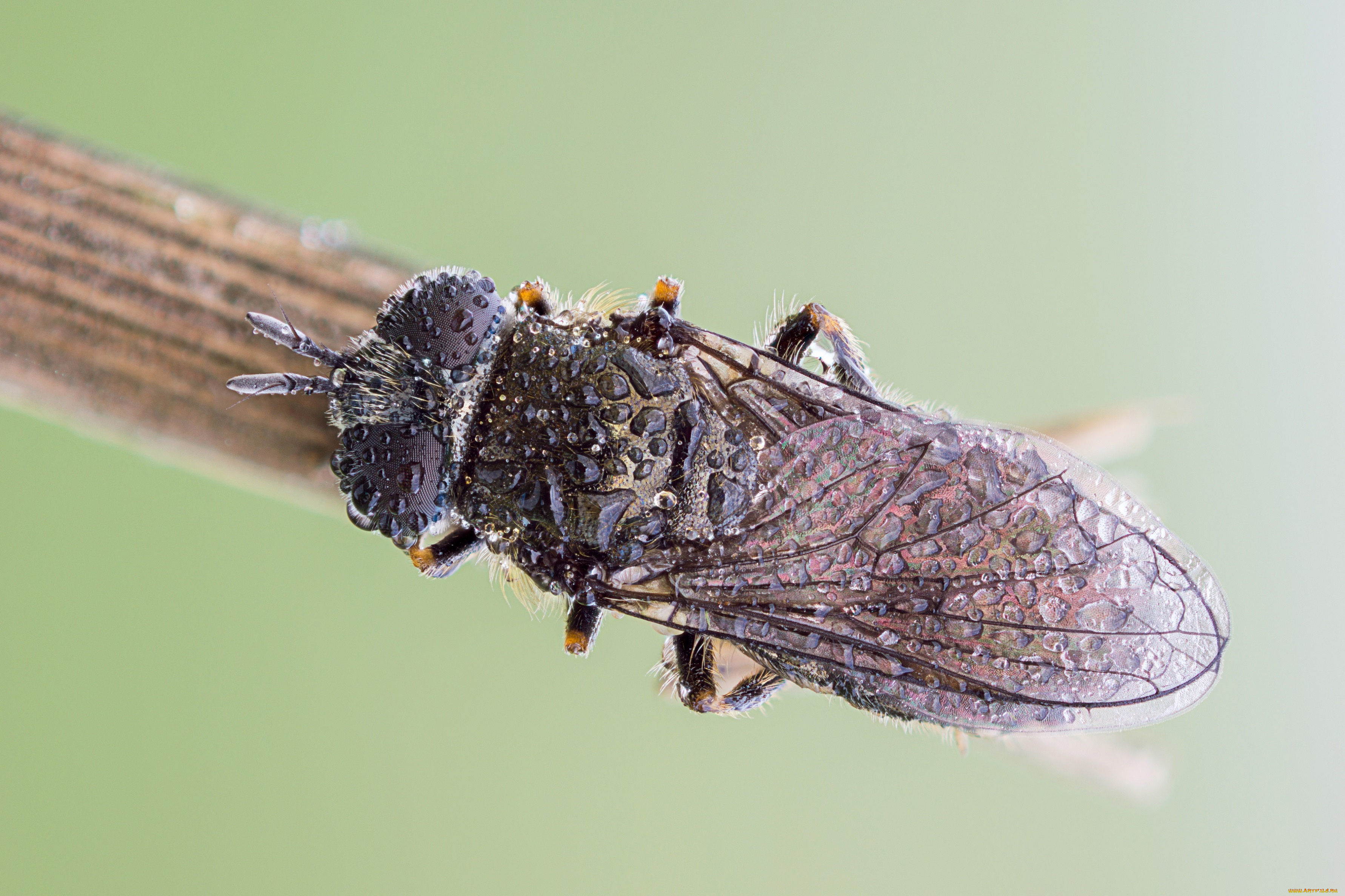 животные, пчелы, , осы, , шмели, травинка, капли, роса, насекомое, утро, зелёный, фон, макро