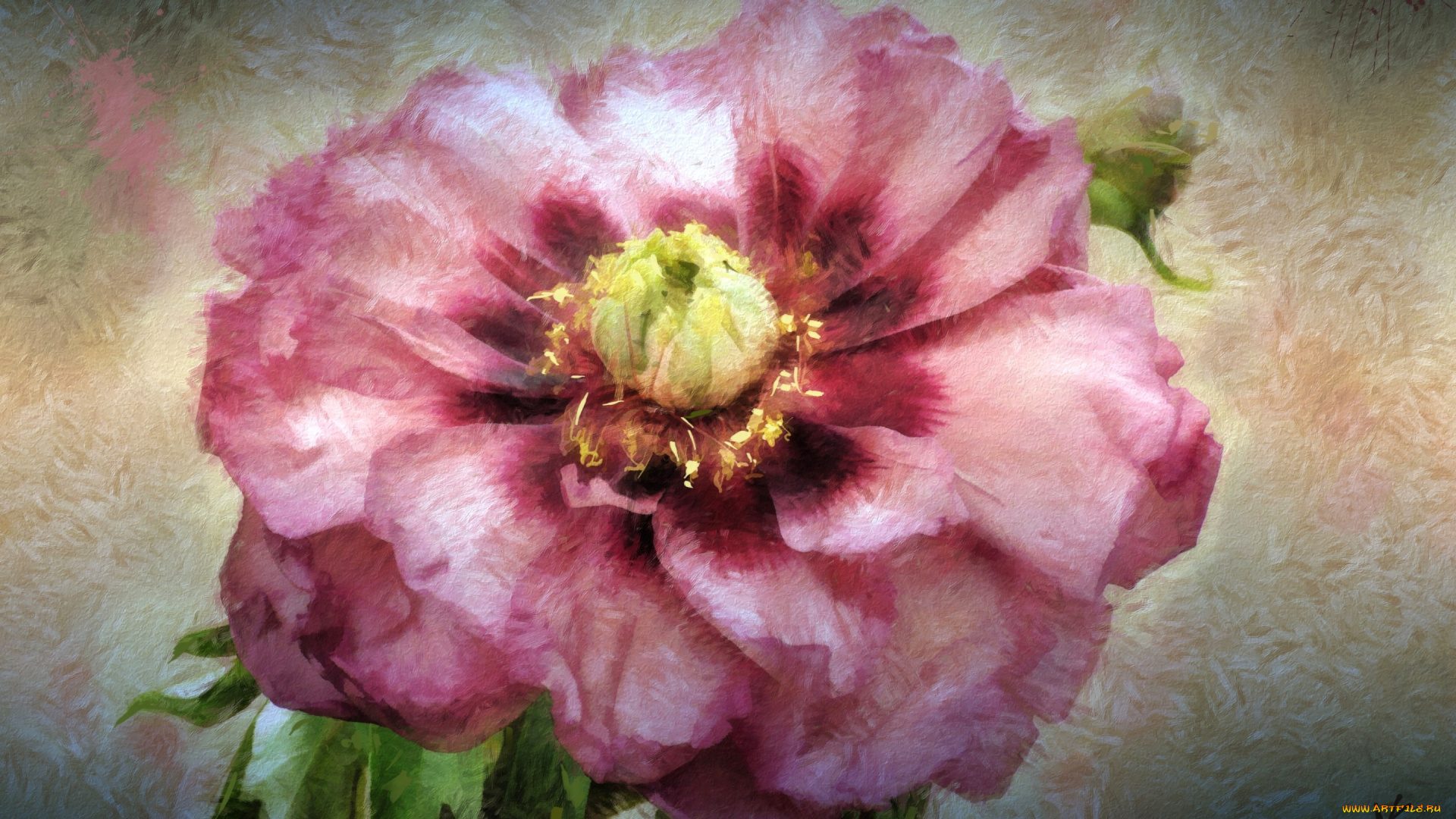 рисованное, цветы, пион, текстура, лепестки