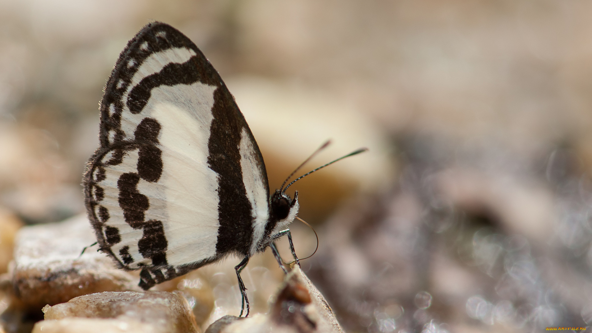 животные, бабочки, , мотыльки, , моли, бабочка, усики, макро, фон, крылья