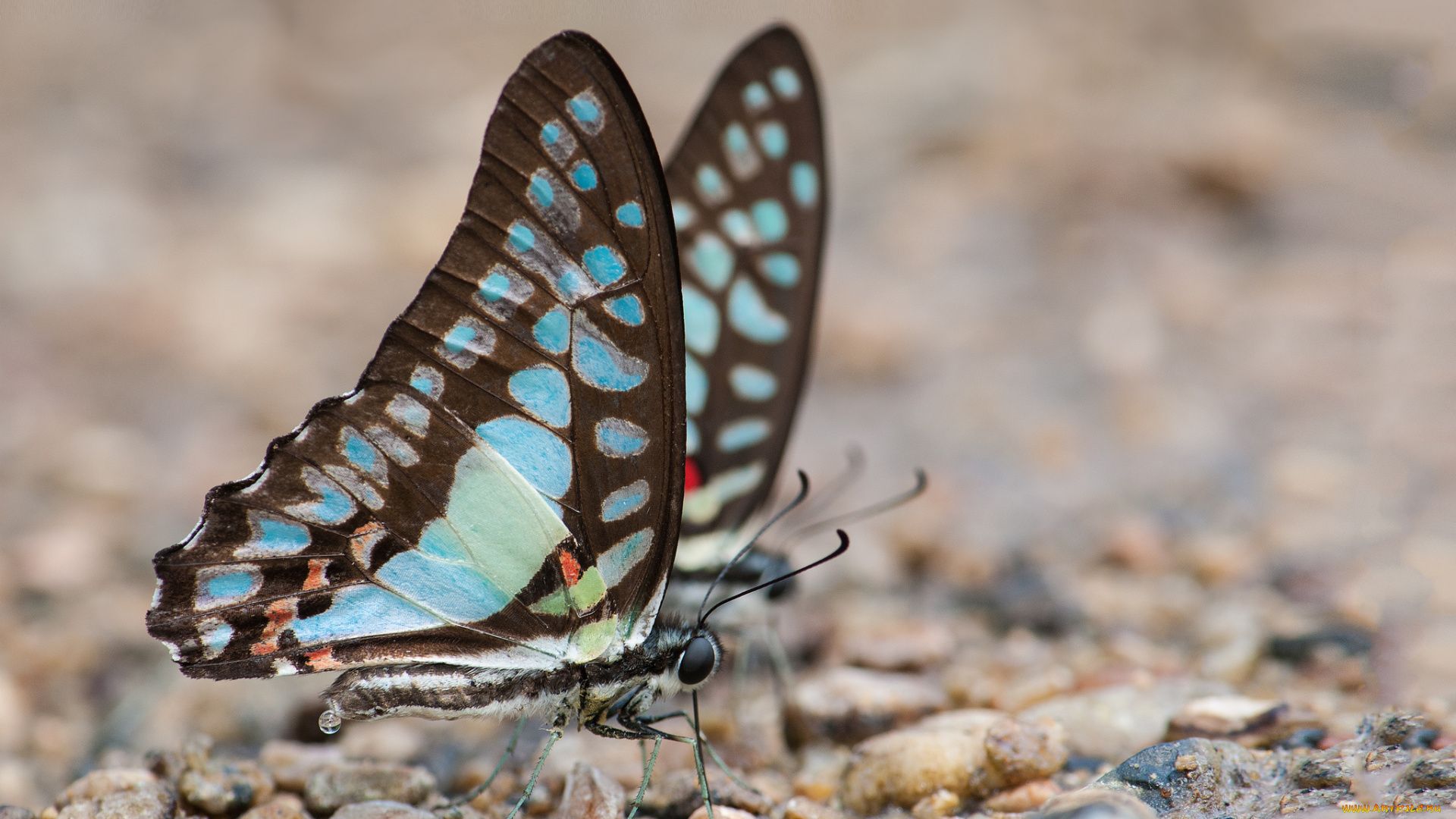 животные, бабочки, , мотыльки, , моли, бабочка, крылья, усики, макро, фон