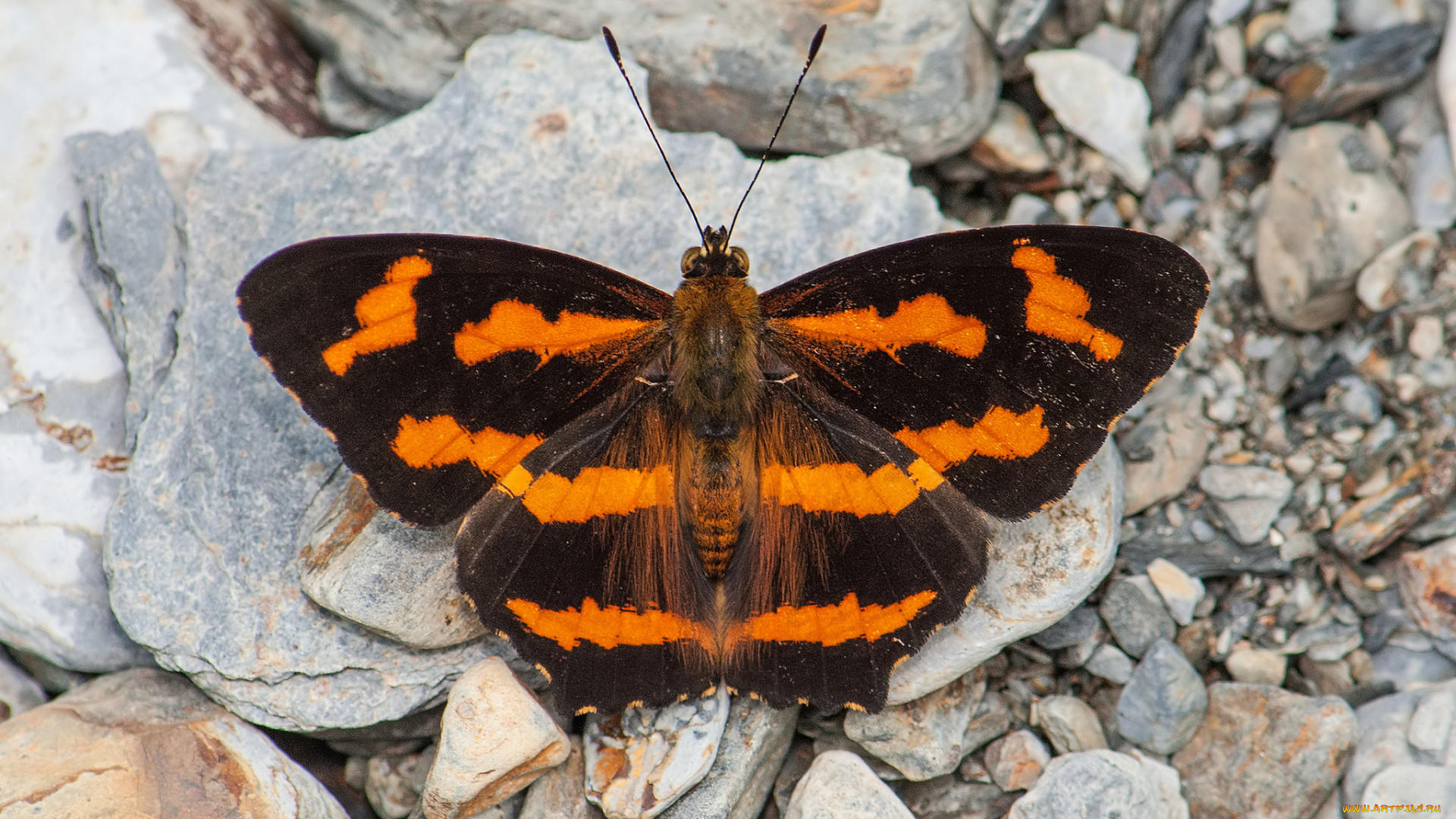 животные, бабочки, , мотыльки, , моли, крылья, бабочка, макро, усики, фон