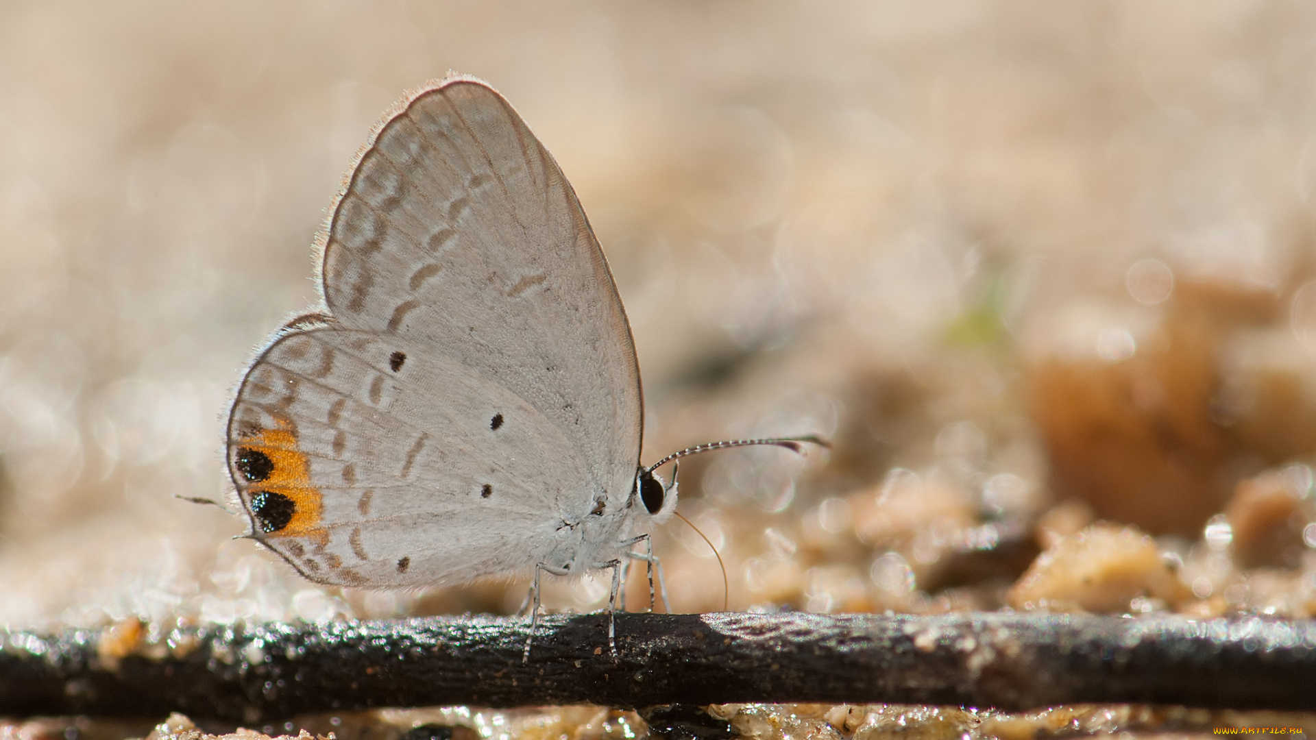 животные, бабочки, , мотыльки, , моли, макро, фон, усики, крылья, бабочка
