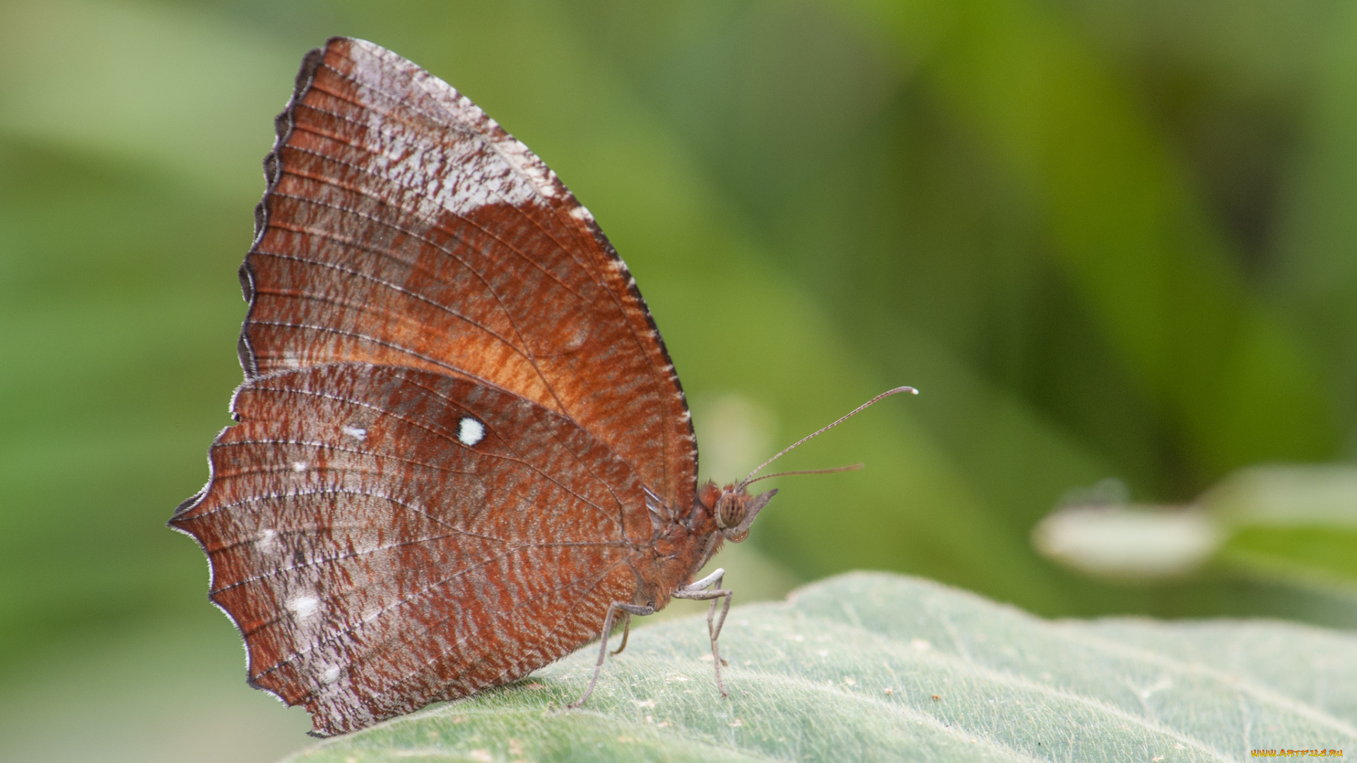 животные, бабочки, , мотыльки, , моли, макро, фон, усики, крылья, бабочка