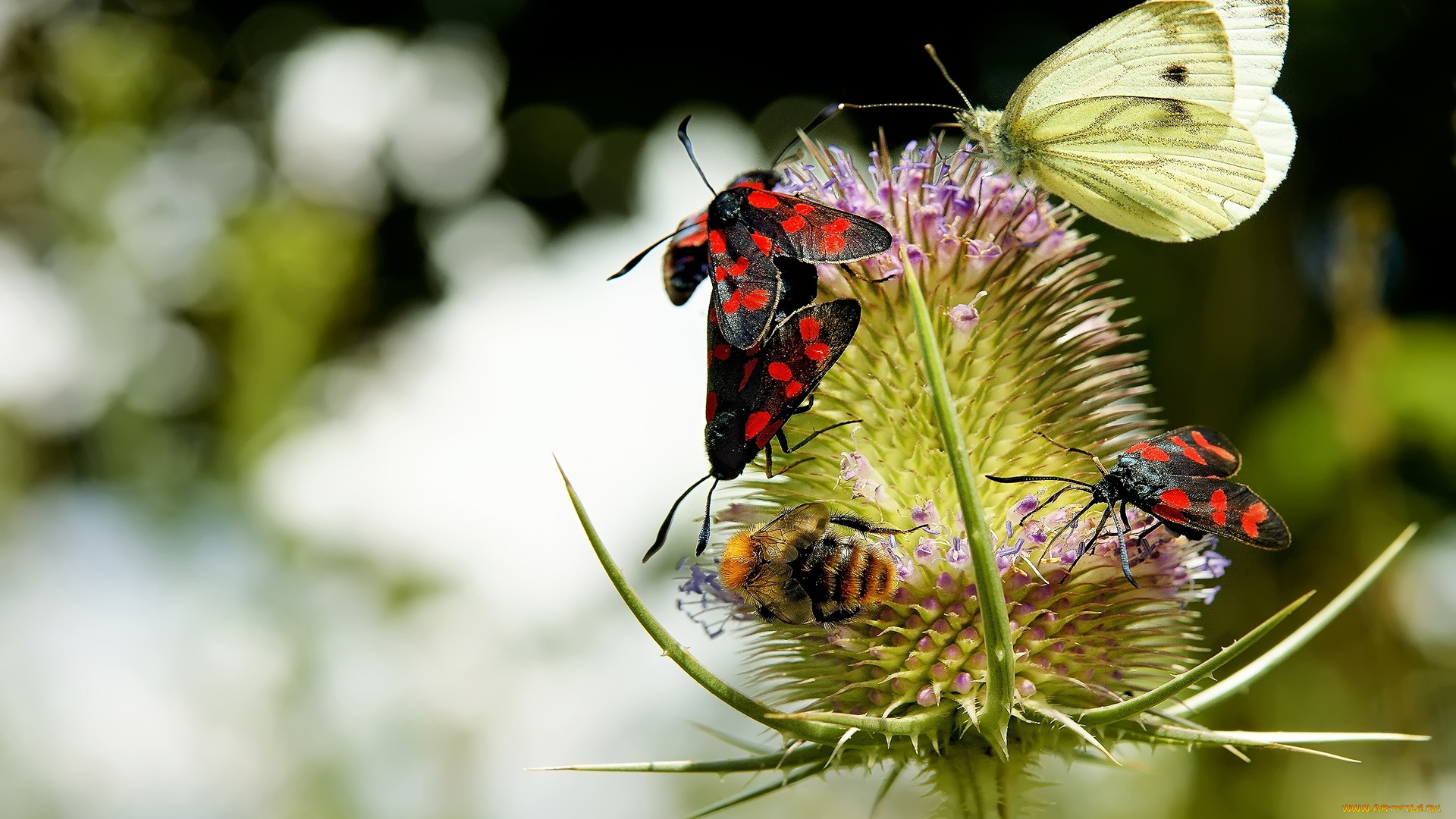 животные, бабочки, , мотыльки, , моли, нектар, цветок, пчела