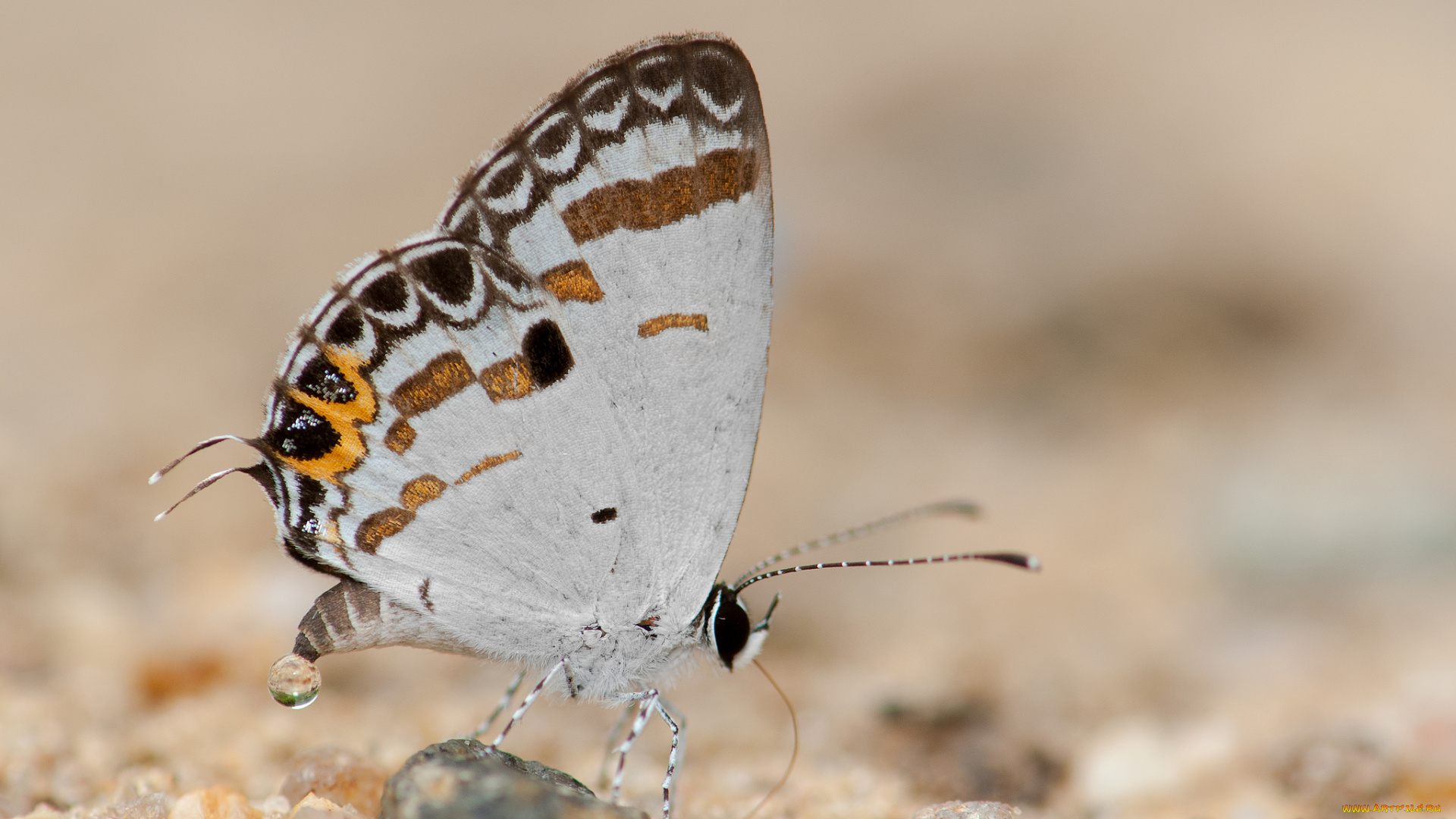 животные, бабочки, , мотыльки, , моли, усики, крылья, бабочка, фон, макро