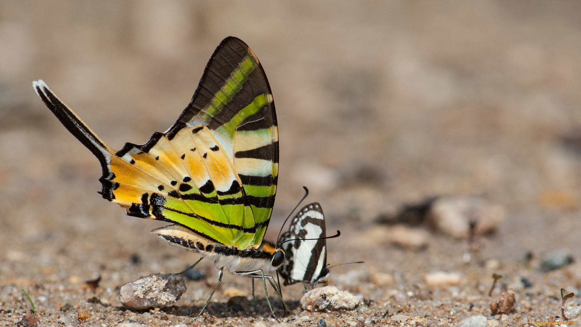 животные, бабочки, , мотыльки, , моли, усики, крылья, бабочка, макро, фон