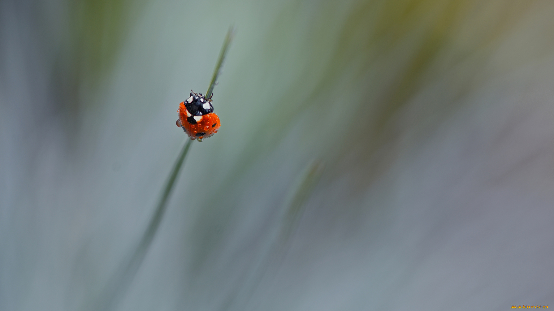 животные, божьи, коровки, трава, насекомое, божья, коровка, капли, роса
