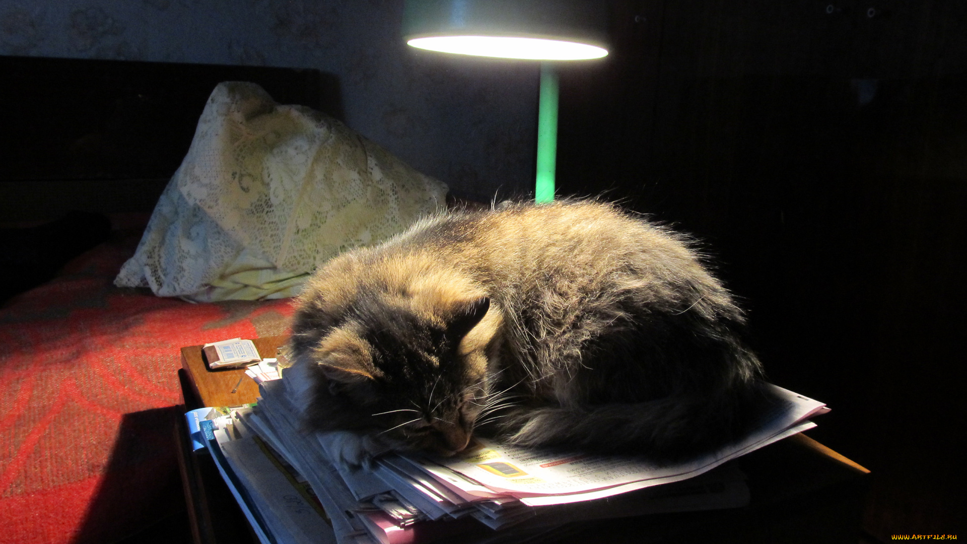 животные, коты, кошка, лампа, настольная, свет