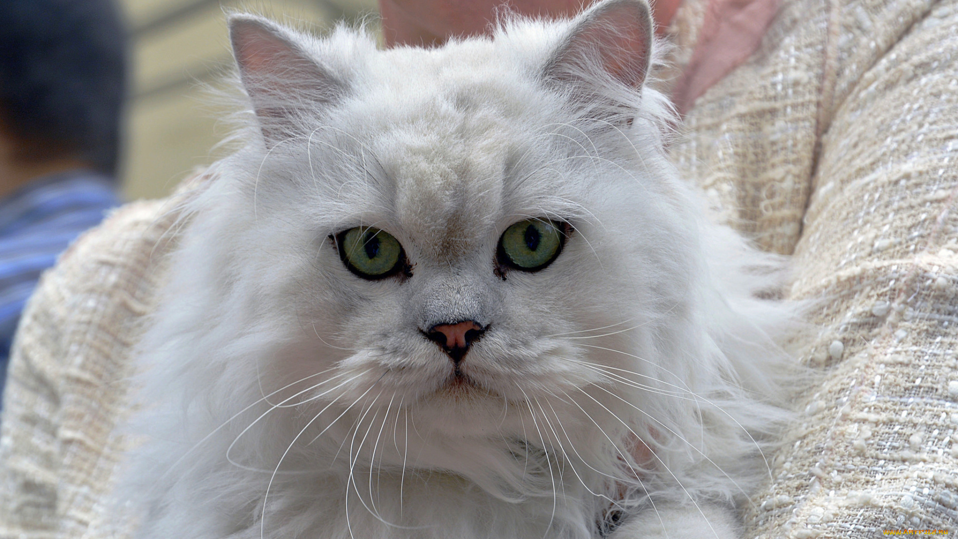 животные, коты, кот, кошка, пушистая, морда, взгляд