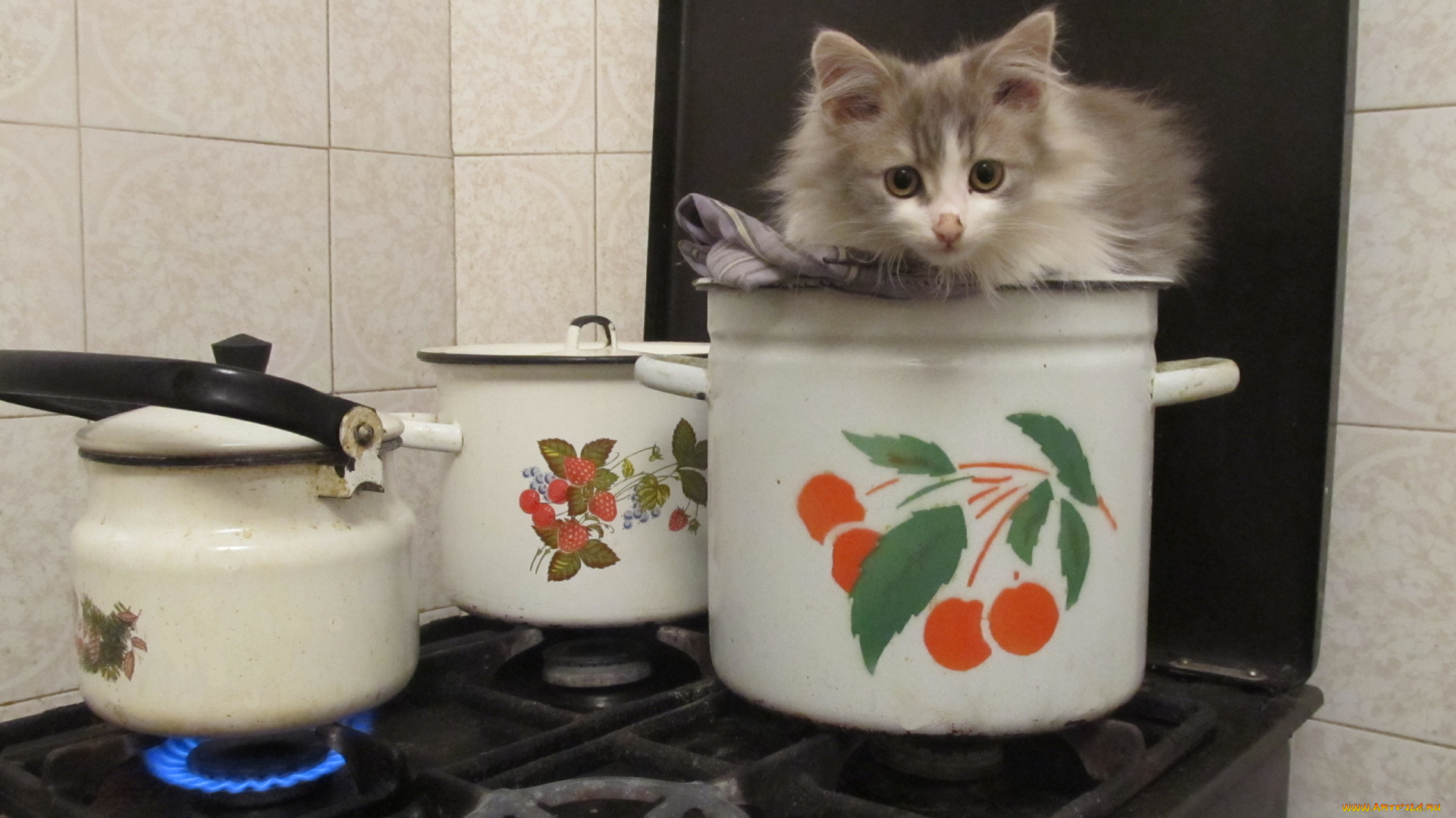 животные, коты, котенок, посуда, кухня, греется