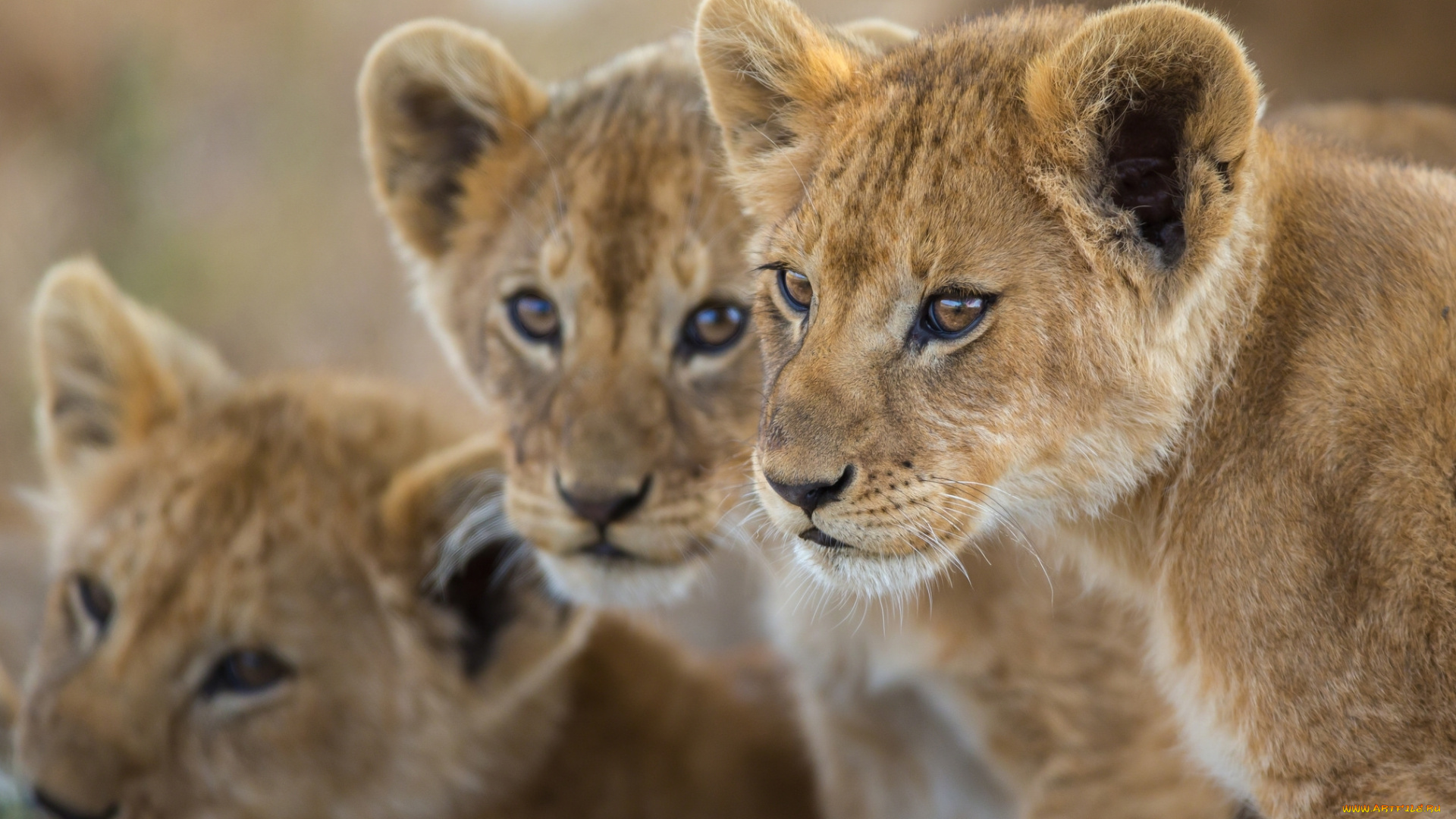 животные, львы, лев, львенок, малыш