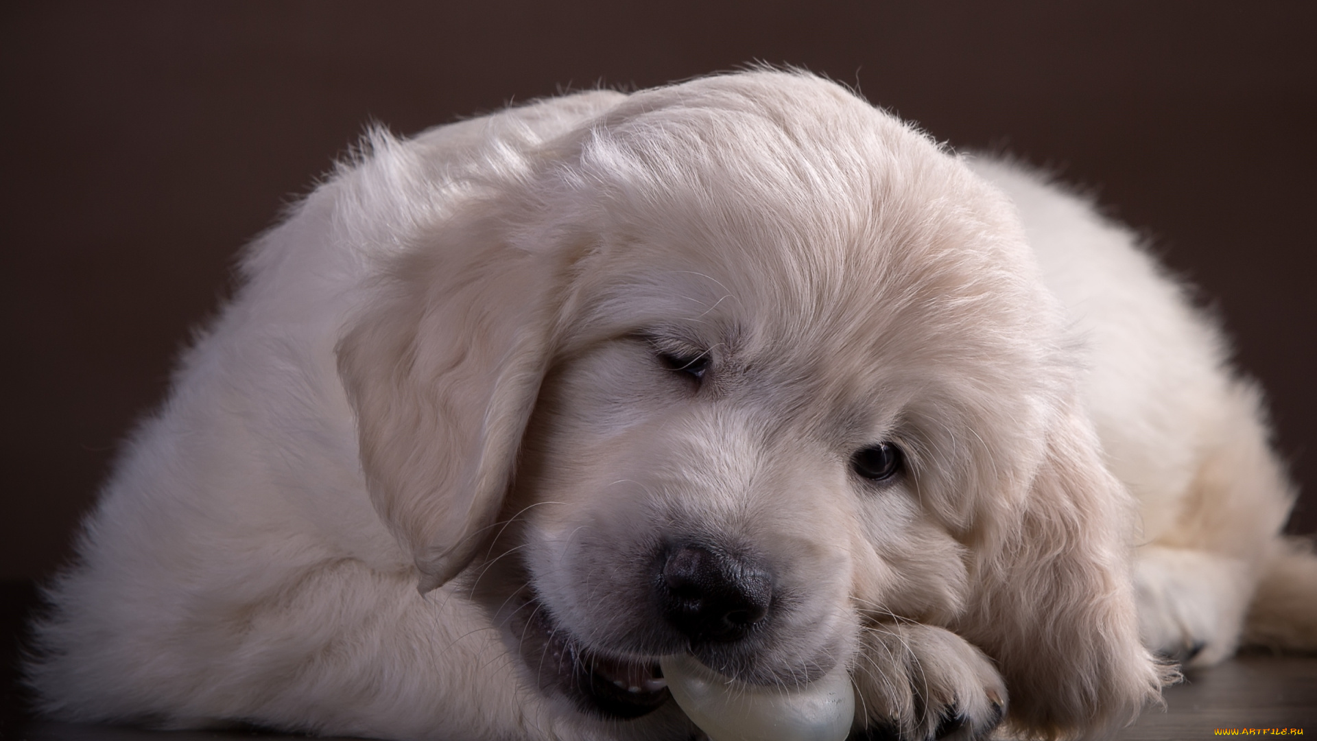 животные, собаки, ретривер, щенок, белый