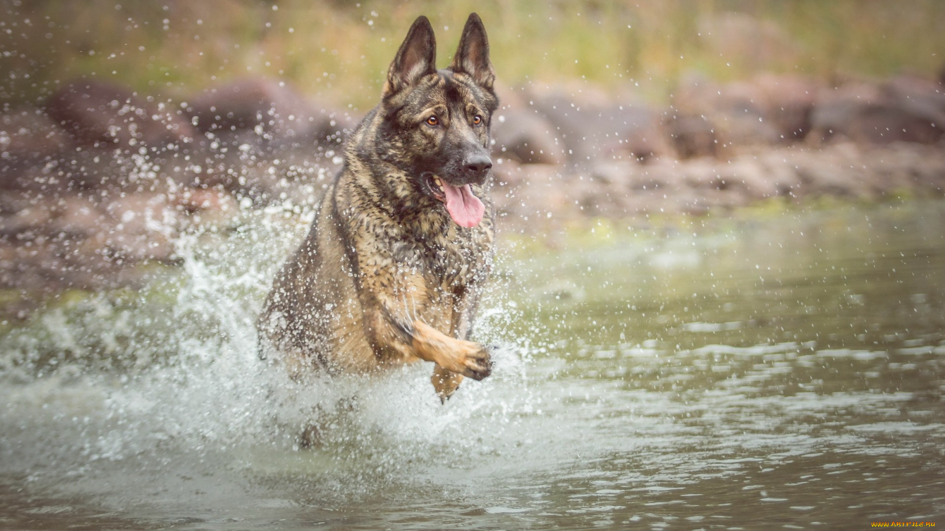 животные, собаки, собака, взгляд, друг