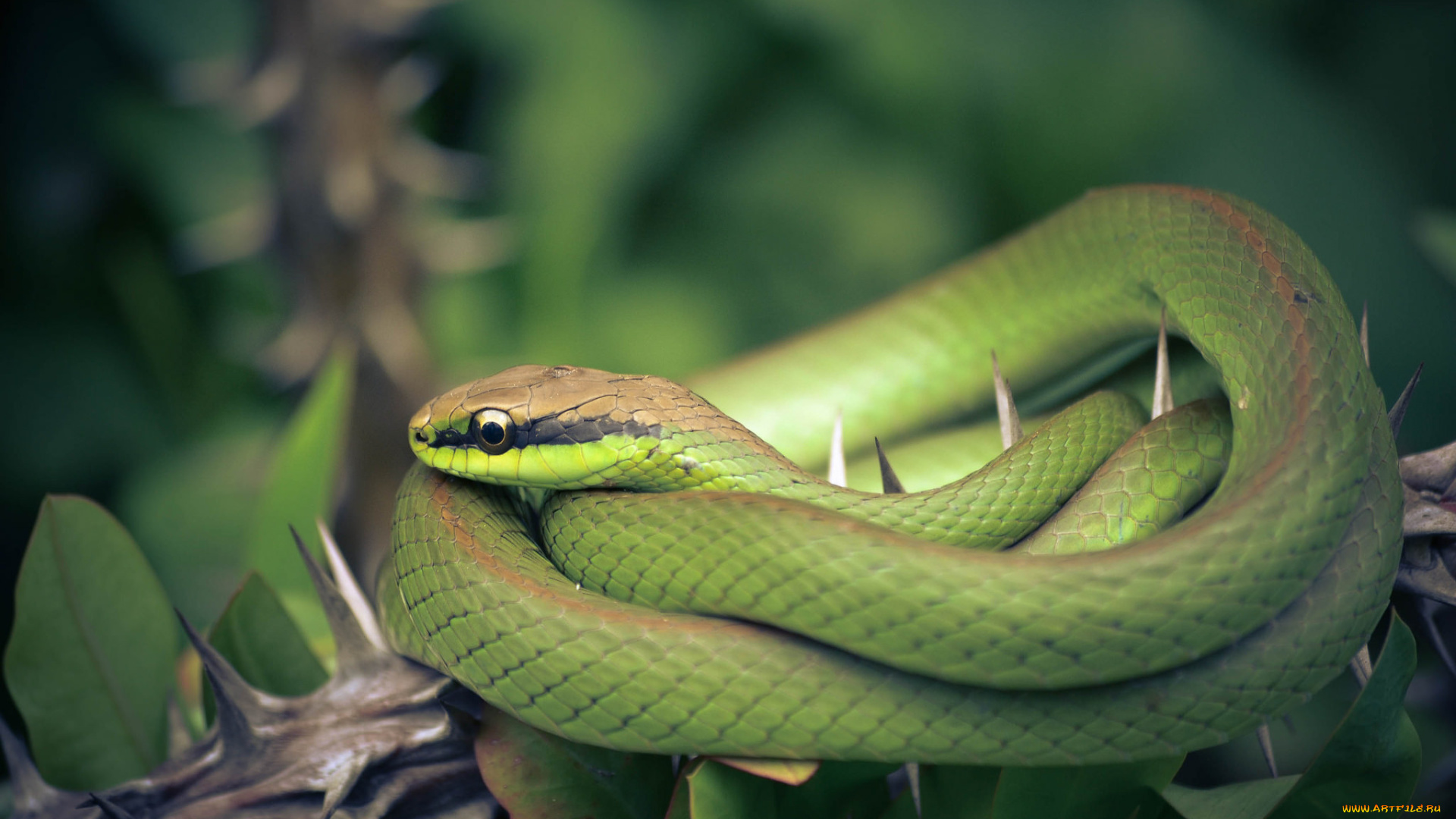 животные, змеи, , питоны, , кобры, фон, природа, змея