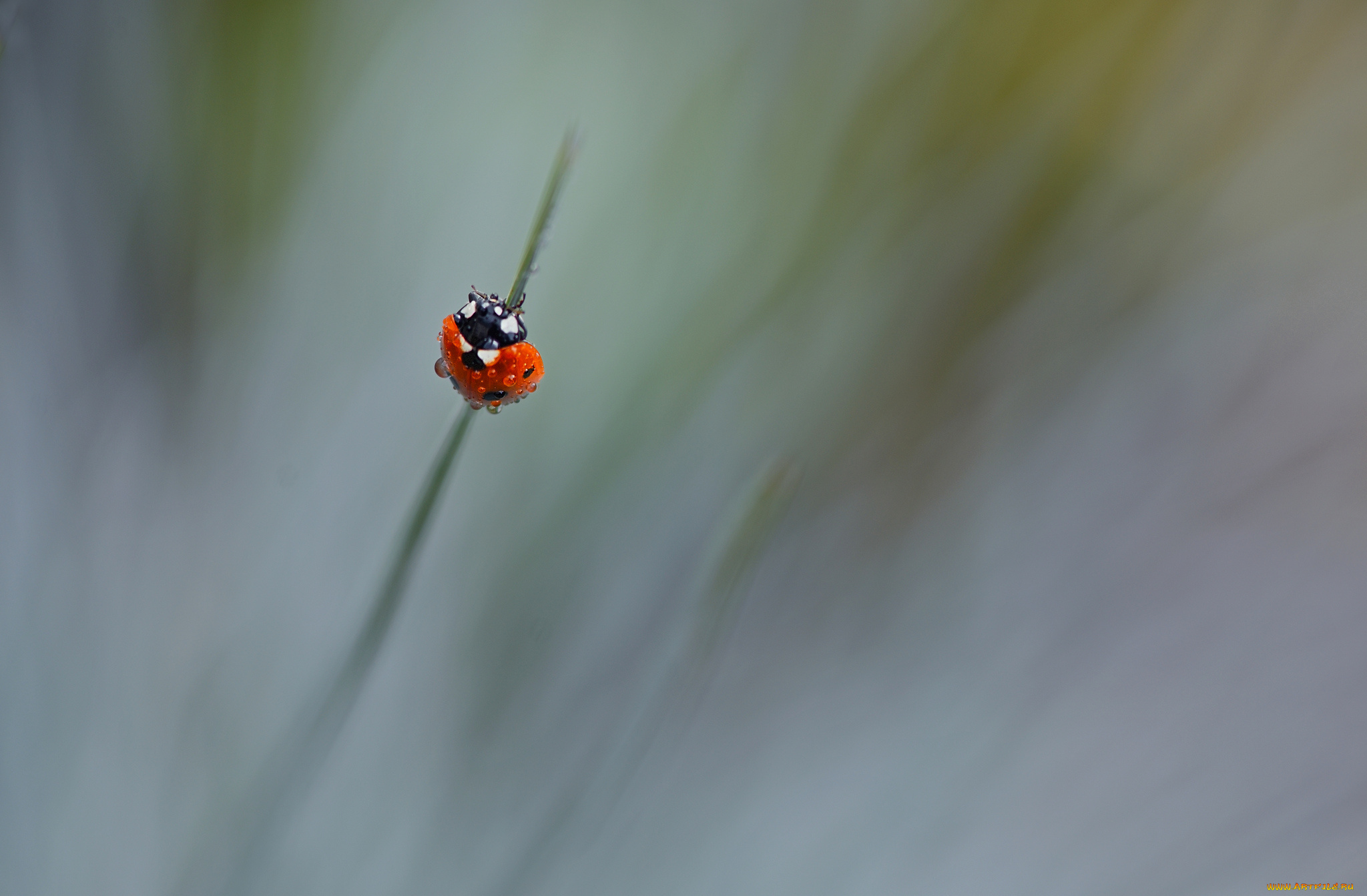 животные, божьи, коровки, трава, насекомое, божья, коровка, капли, роса