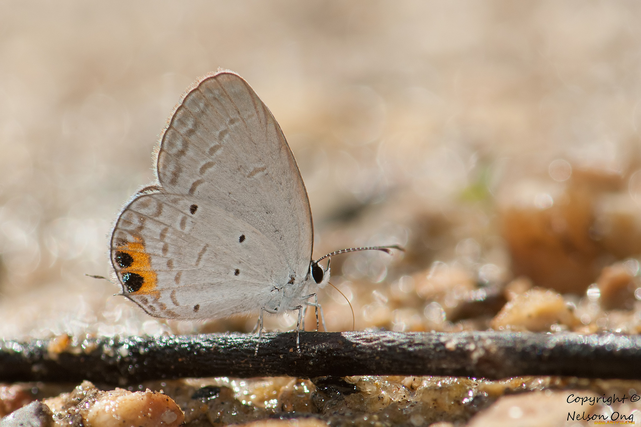 животные, бабочки, , мотыльки, , моли, макро, фон, усики, крылья, бабочка