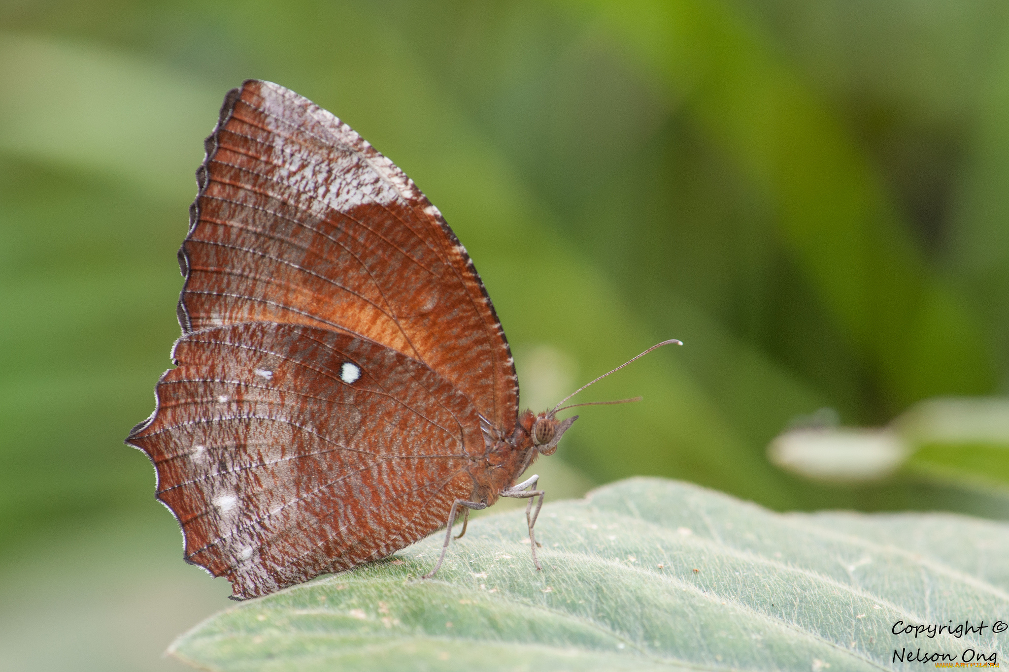 животные, бабочки, , мотыльки, , моли, макро, фон, усики, крылья, бабочка