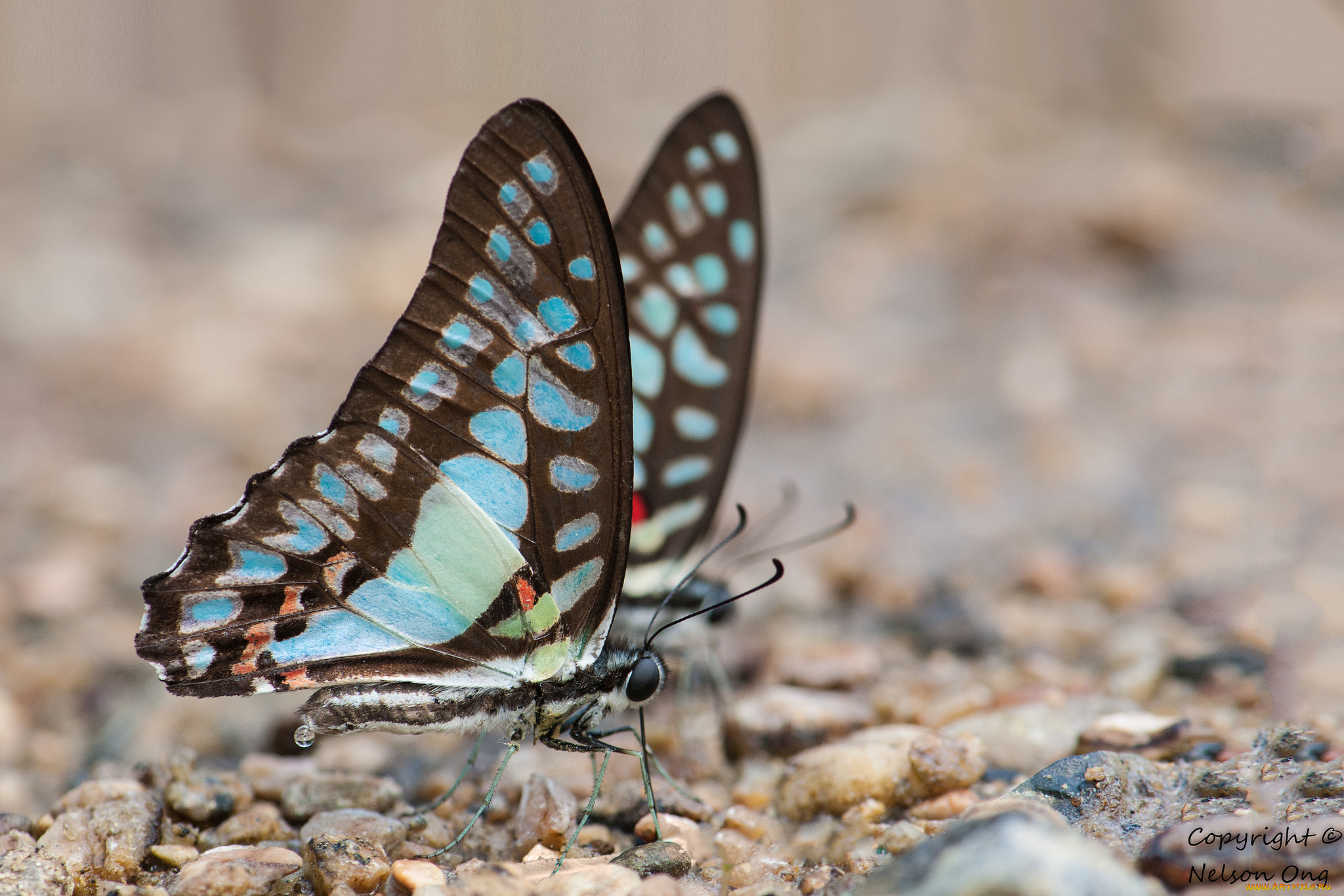 животные, бабочки, , мотыльки, , моли, бабочка, крылья, усики, макро, фон