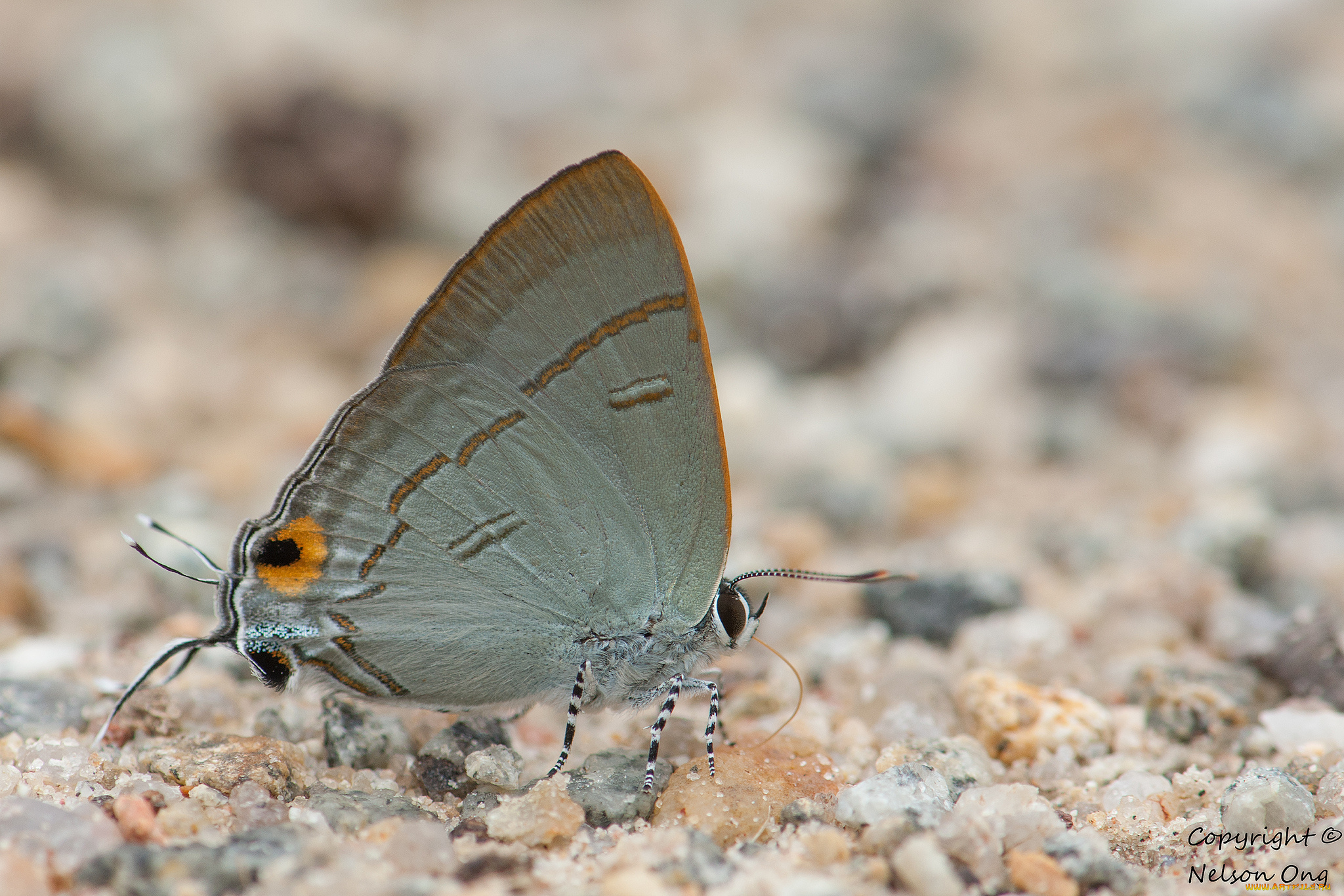 животные, бабочки, , мотыльки, , моли, усики, крылья, бабочка, фон, макро
