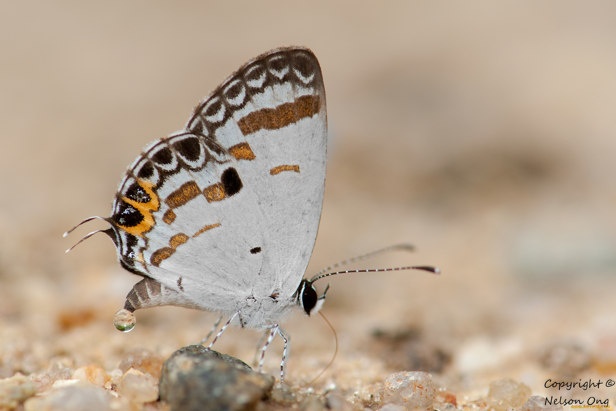 животные, бабочки, , мотыльки, , моли, усики, крылья, бабочка, фон, макро