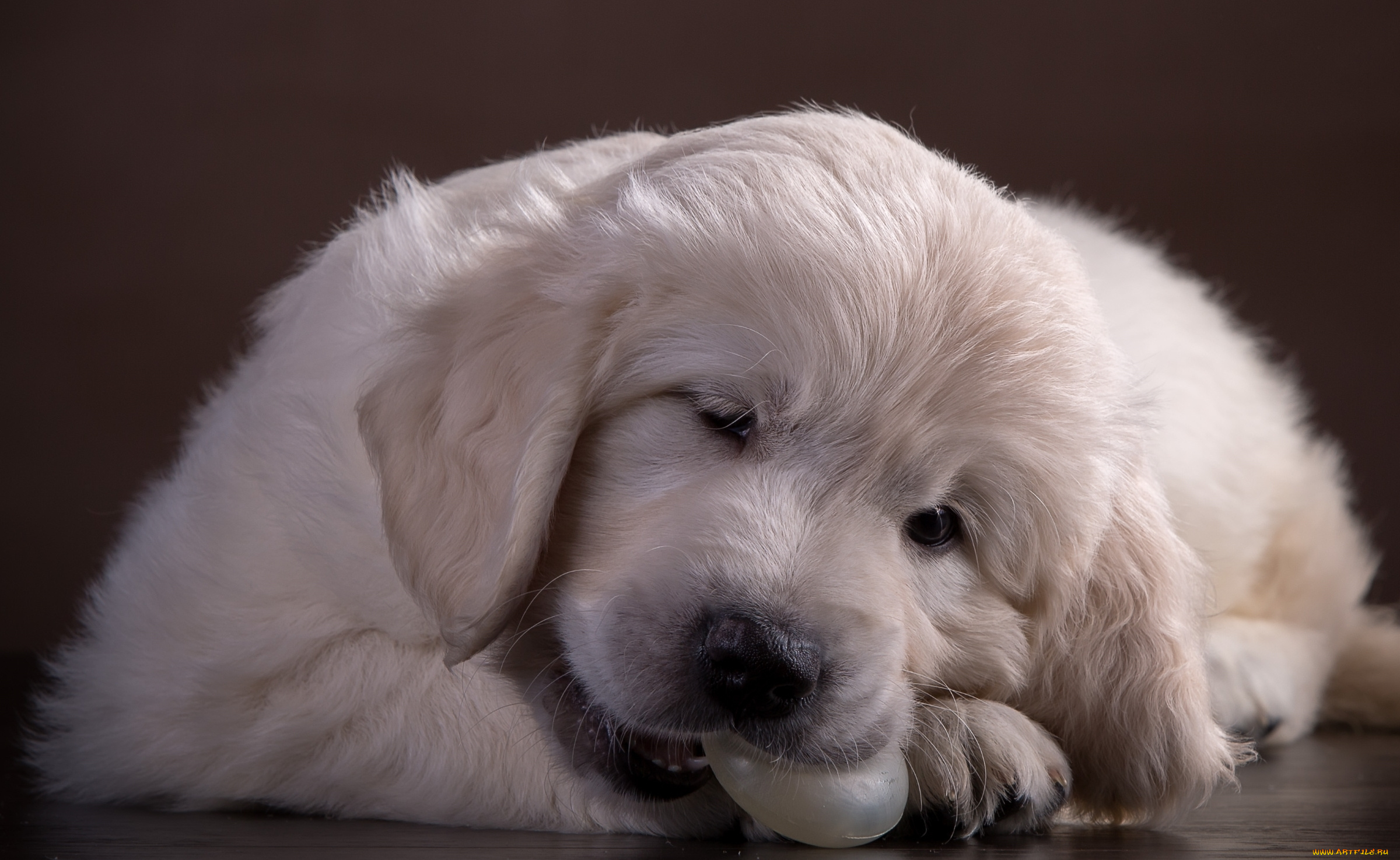 животные, собаки, ретривер, щенок, белый