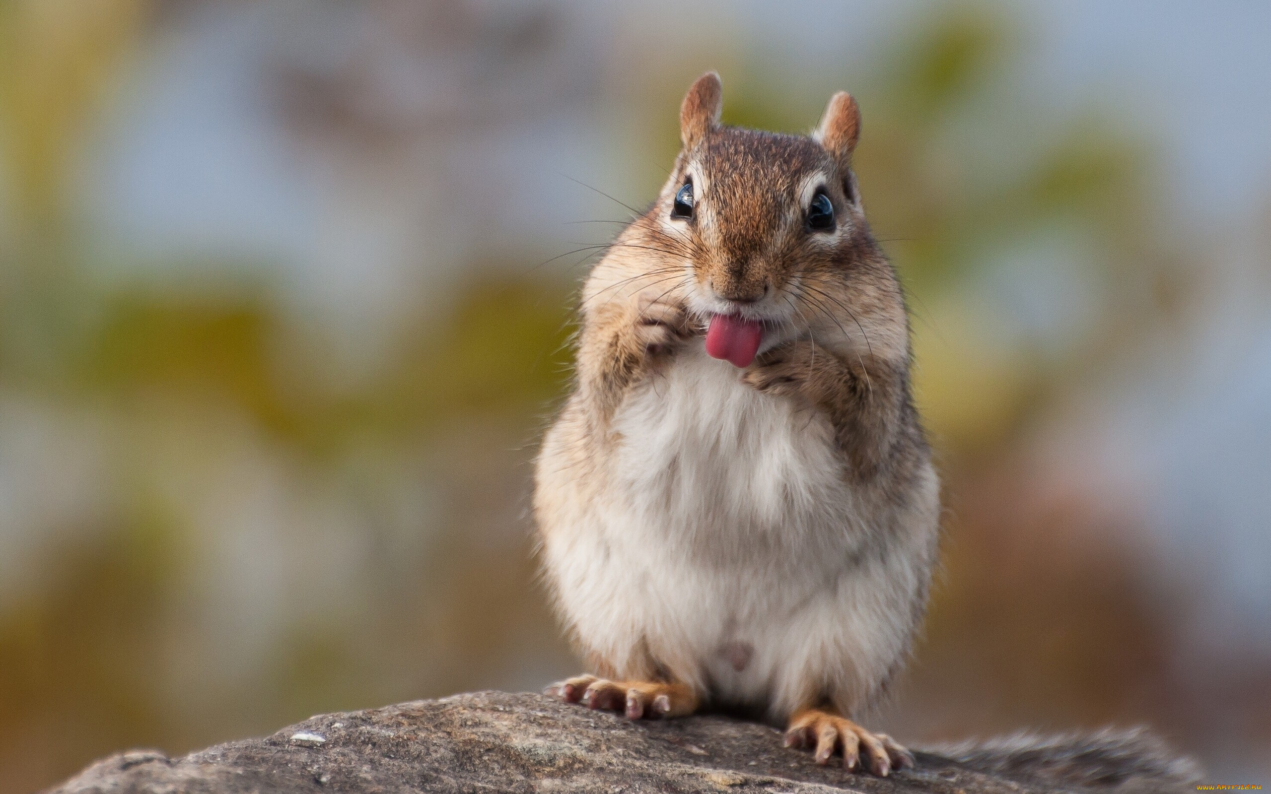 животные, бурундуки, бурундук, зверёк, грызун, язык
