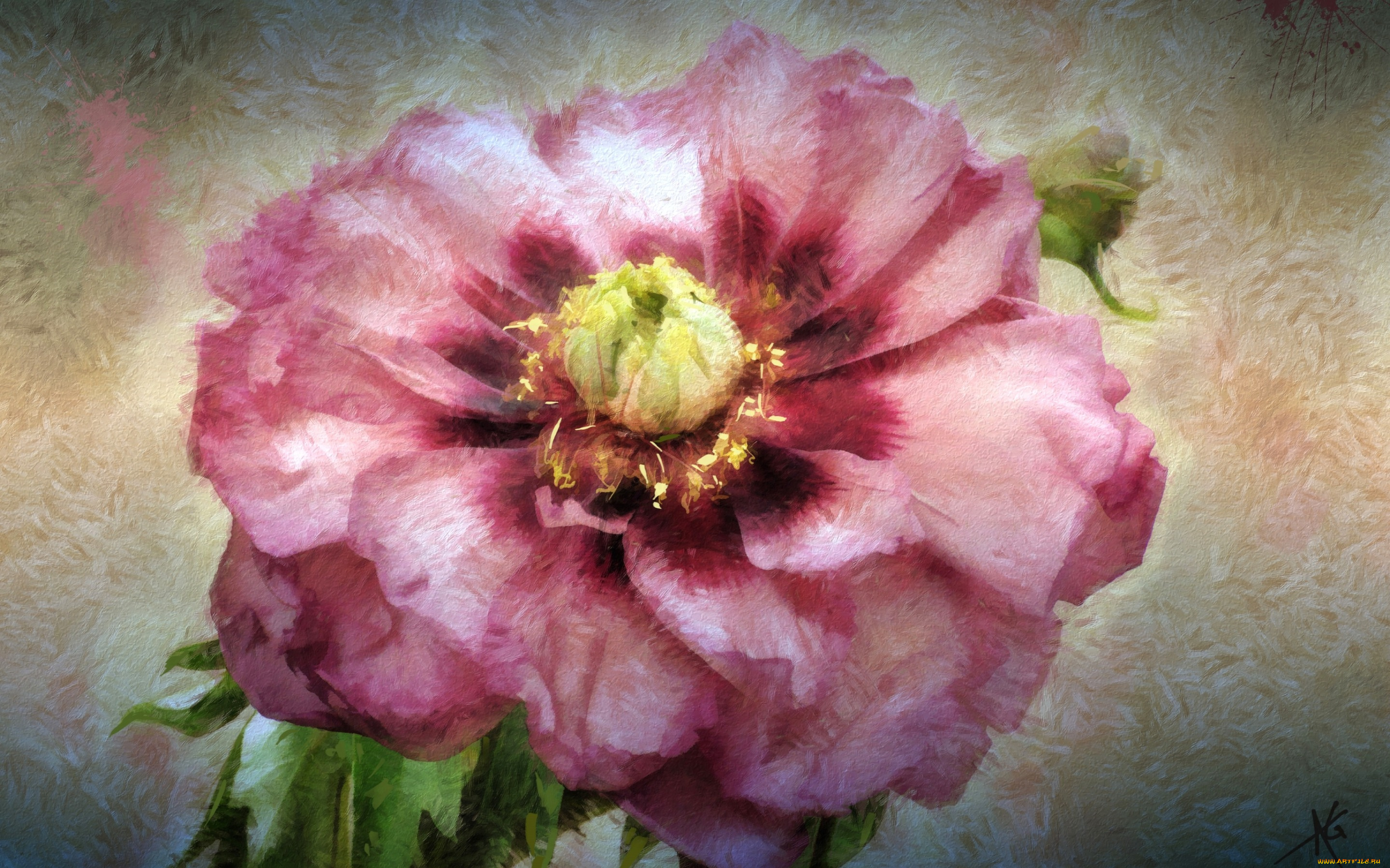 рисованное, цветы, пион, текстура, лепестки