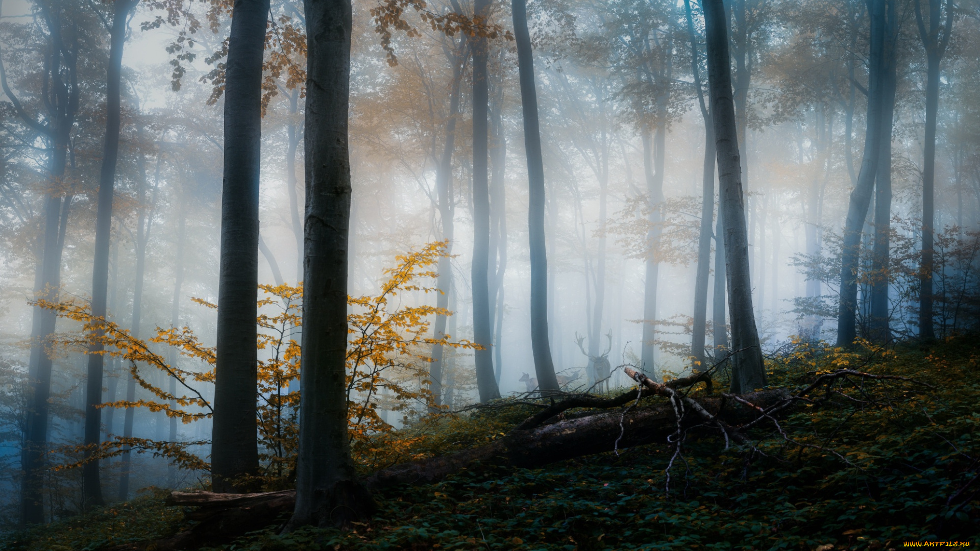 природа, лес