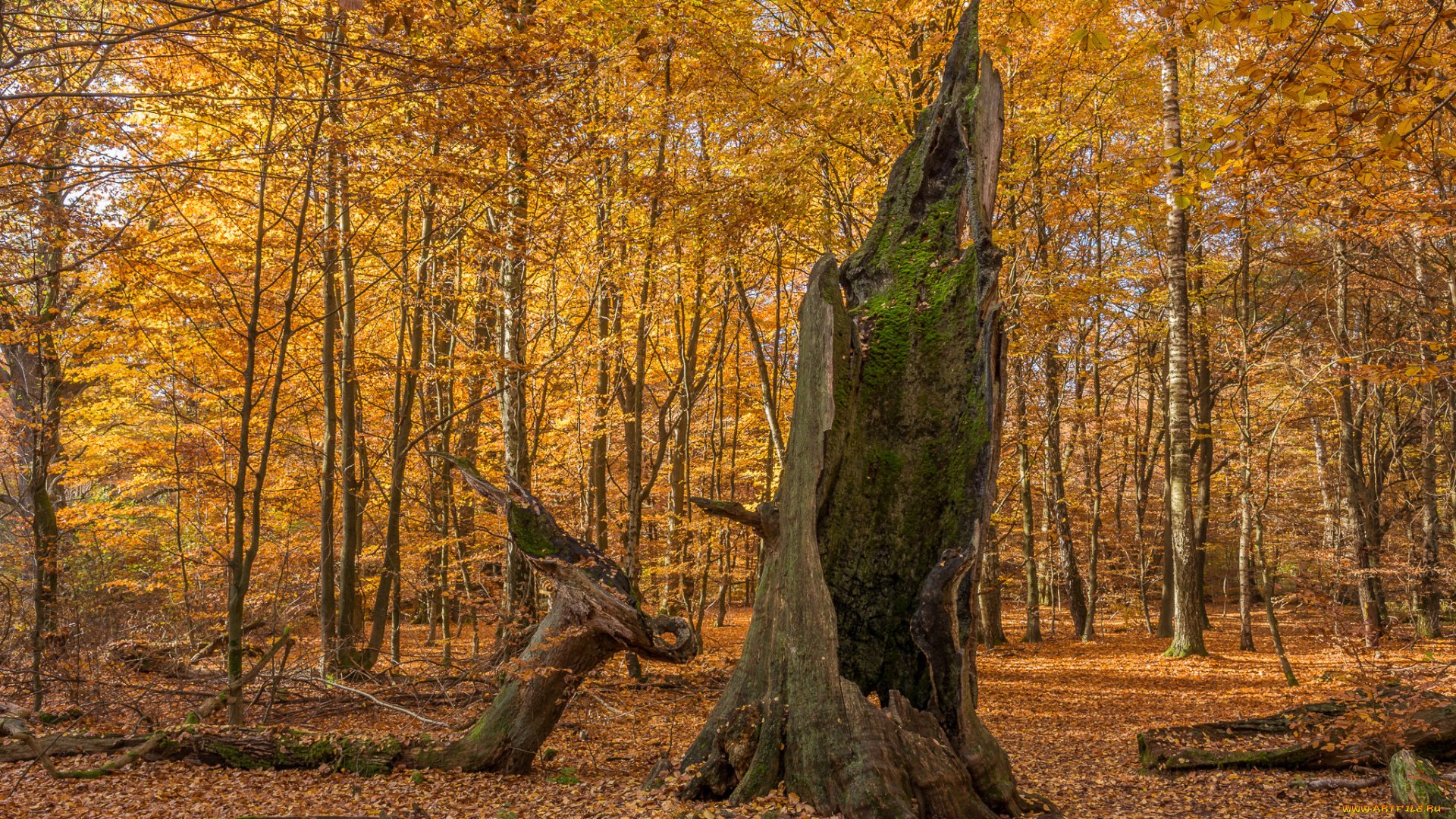 природа, лес, деревья