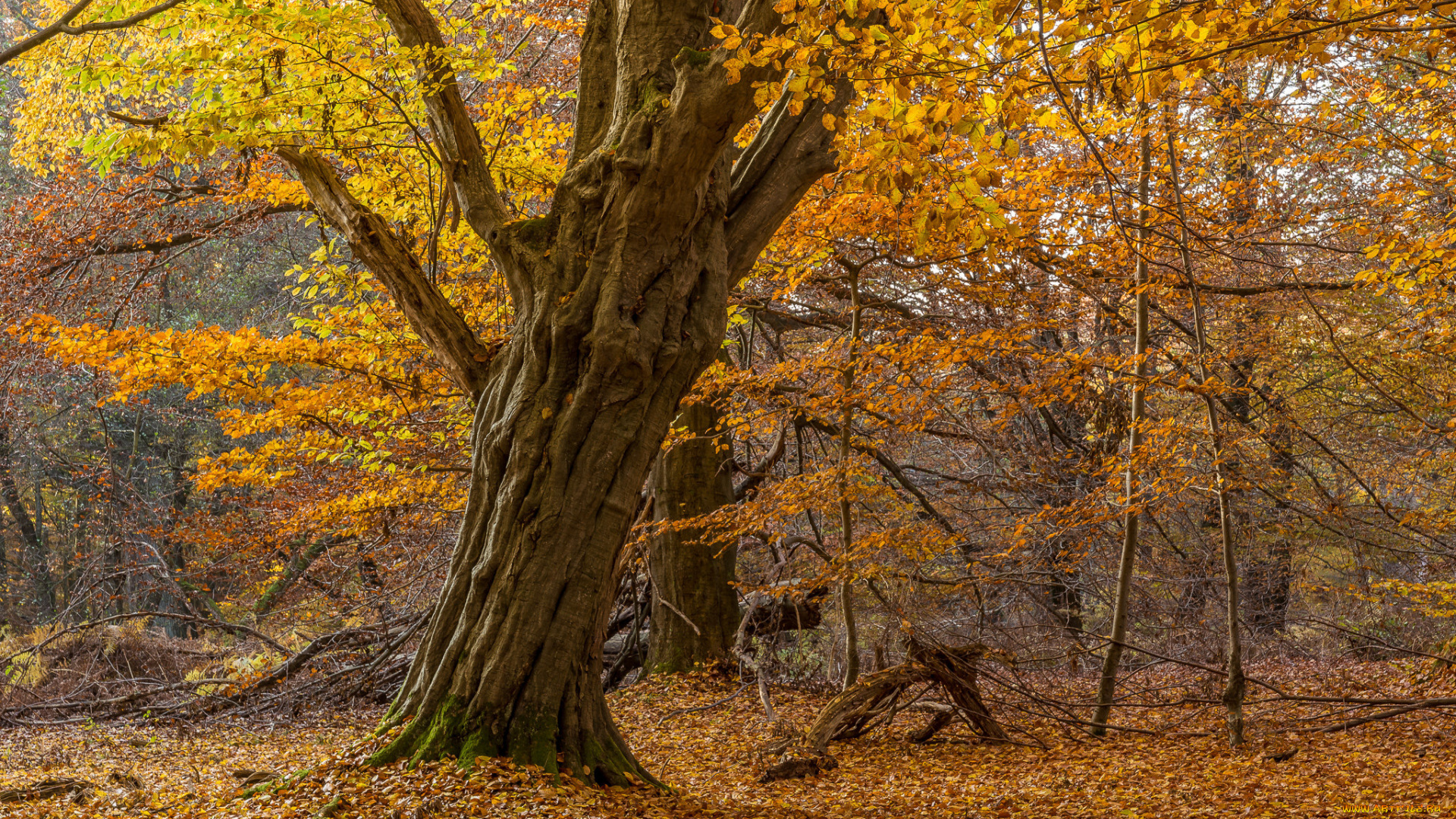 природа, лес, деревья