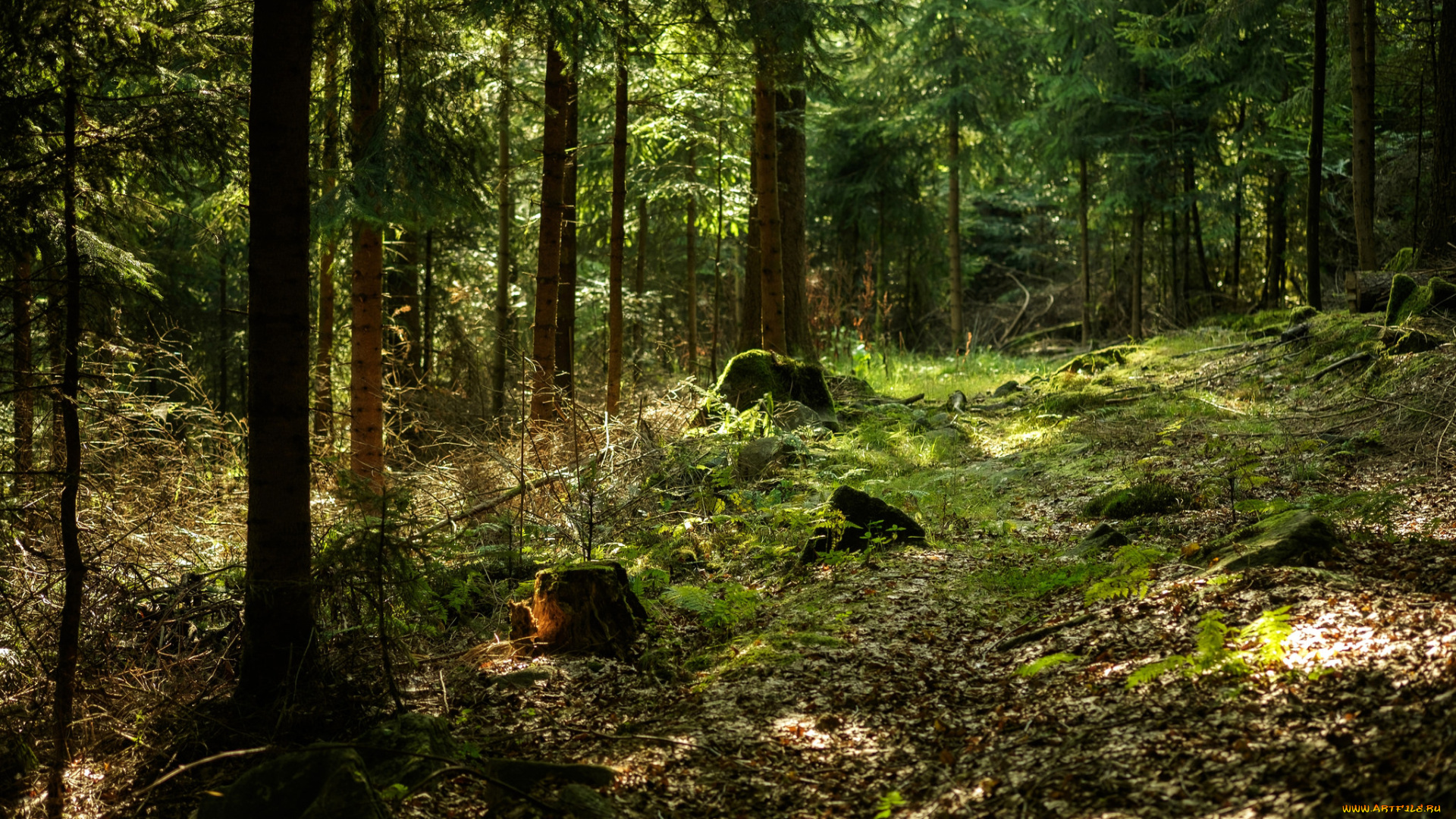 природа, лес, деревья
