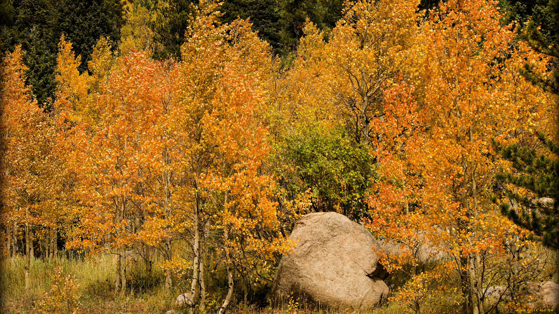 природа, лес, деревья