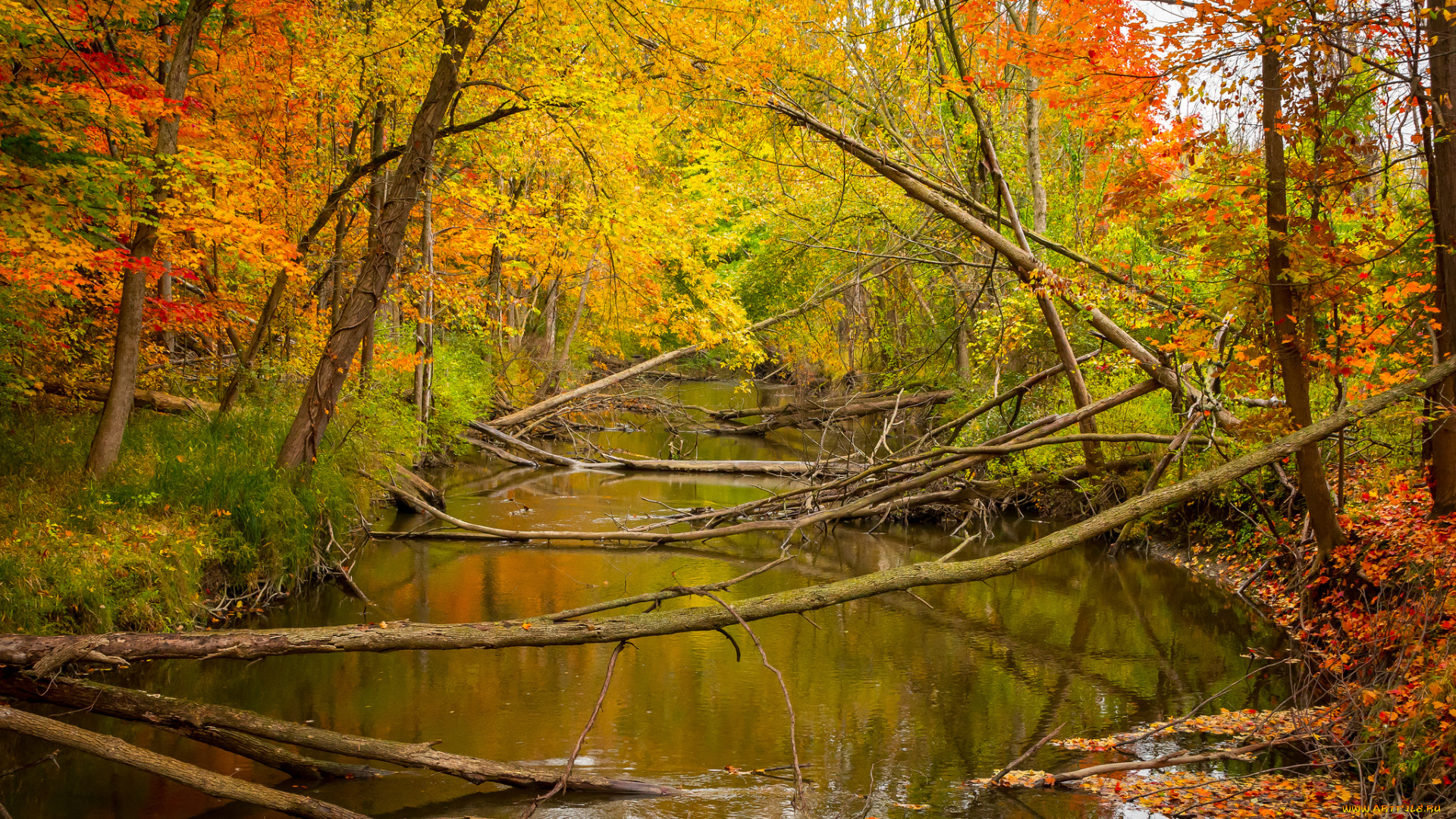 природа, реки, озера, лес, река