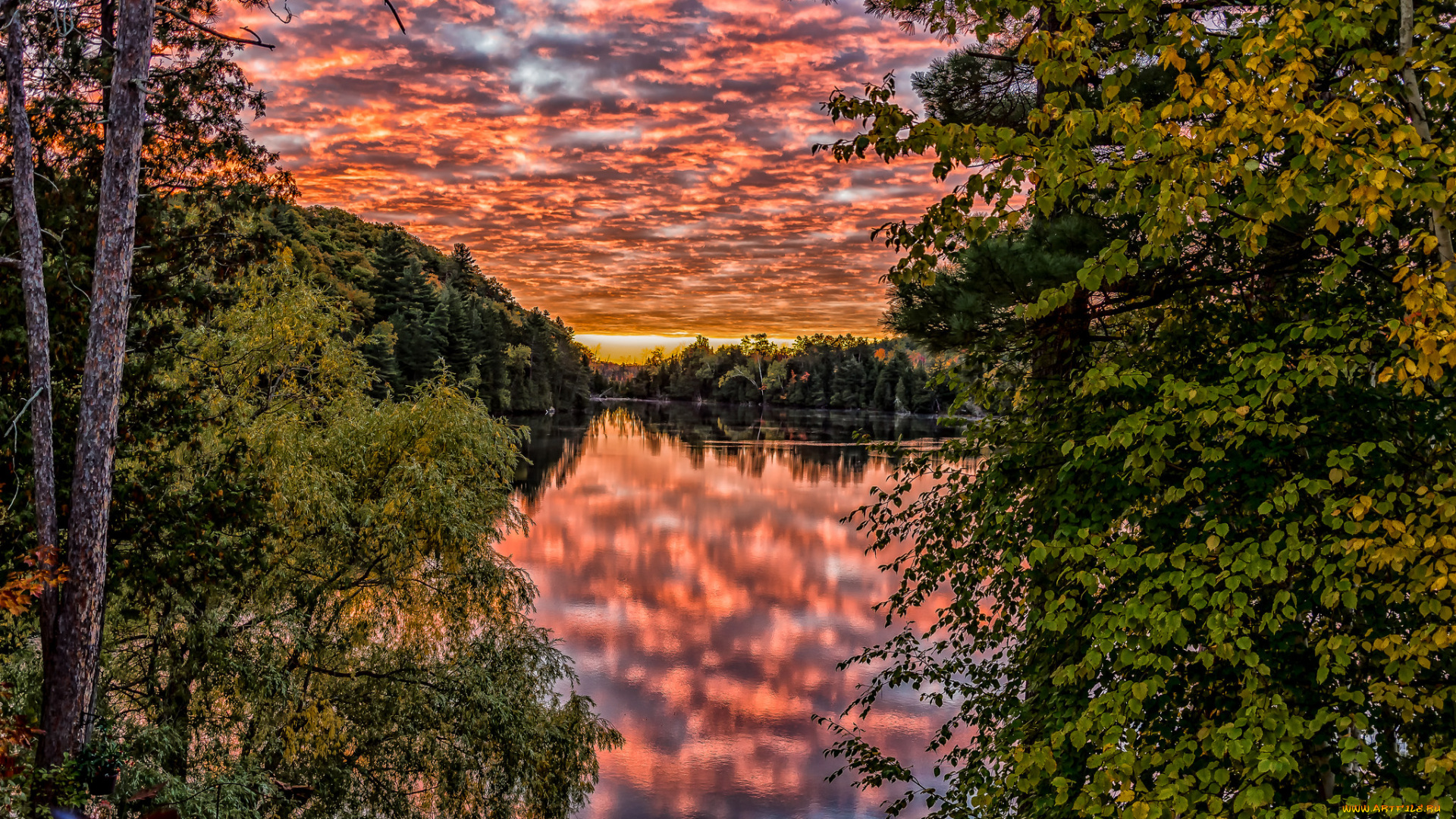 природа, реки, озера, река, лес