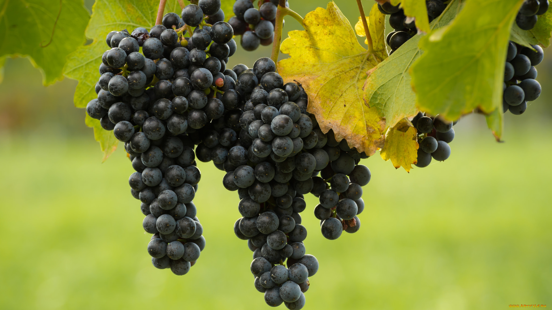 природа, Ягоды, , виноград, лоза