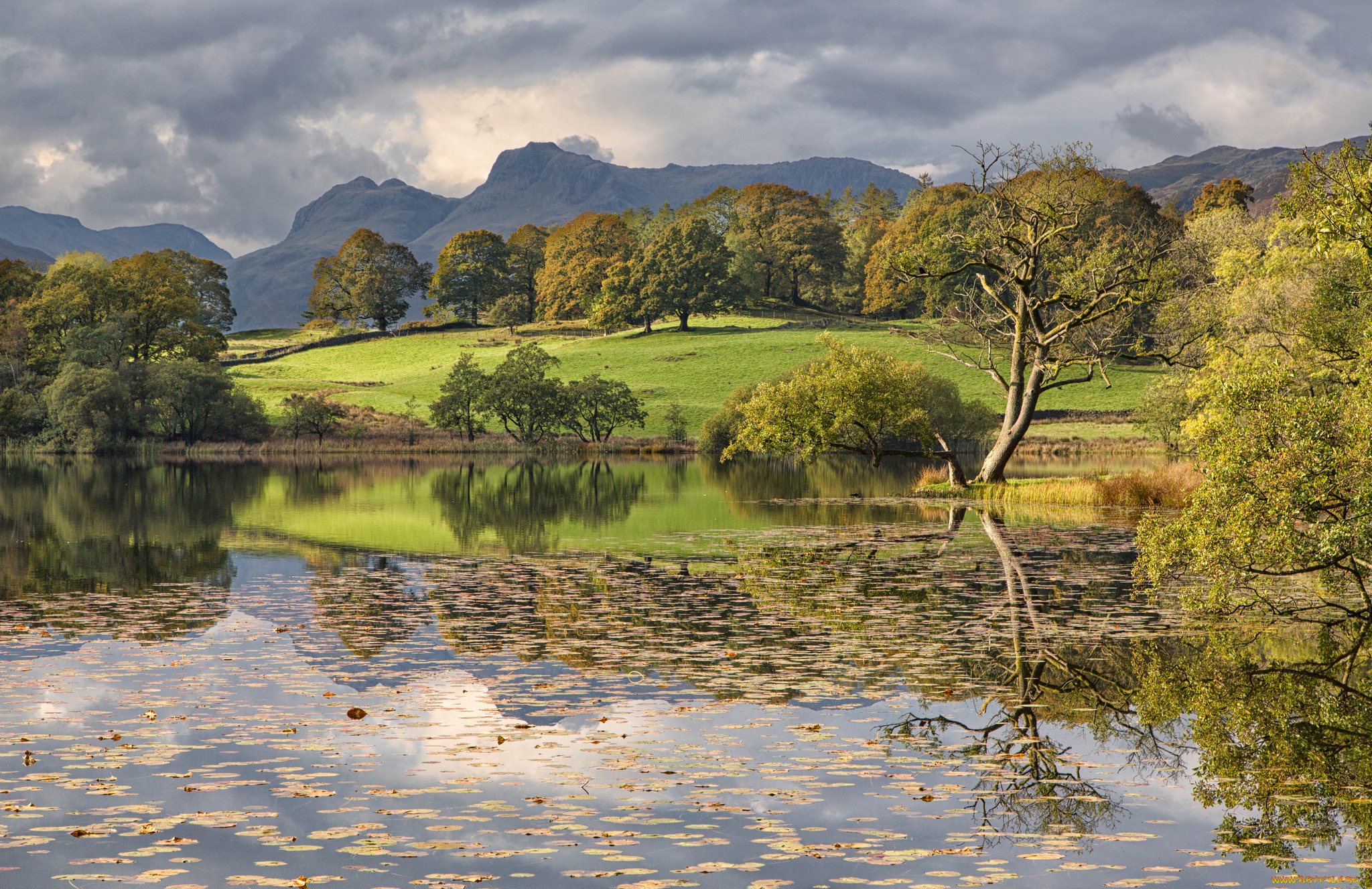природа, реки, озера, река, лес