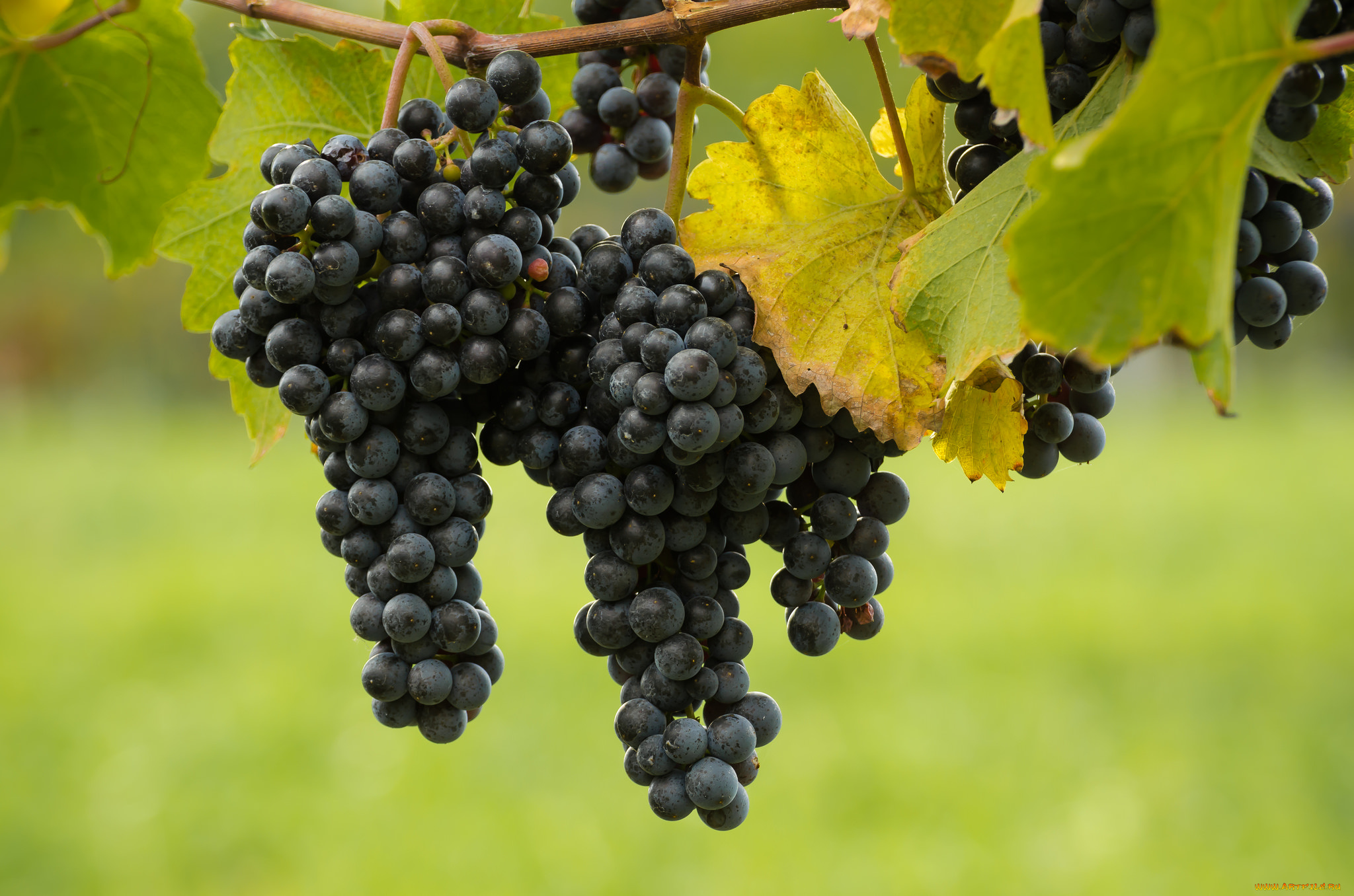 природа, Ягоды, , виноград, лоза