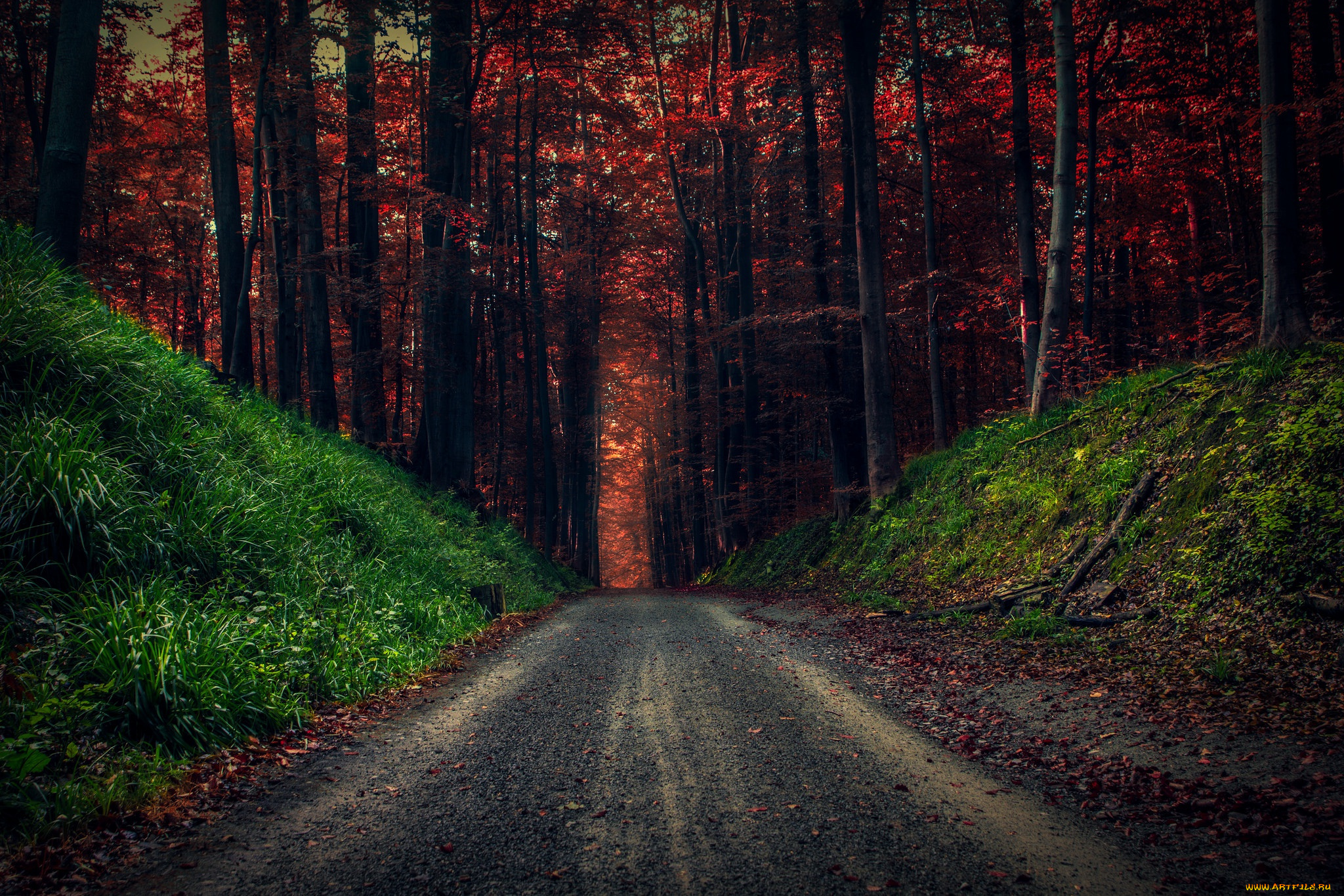 природа, дороги, дорога, лес